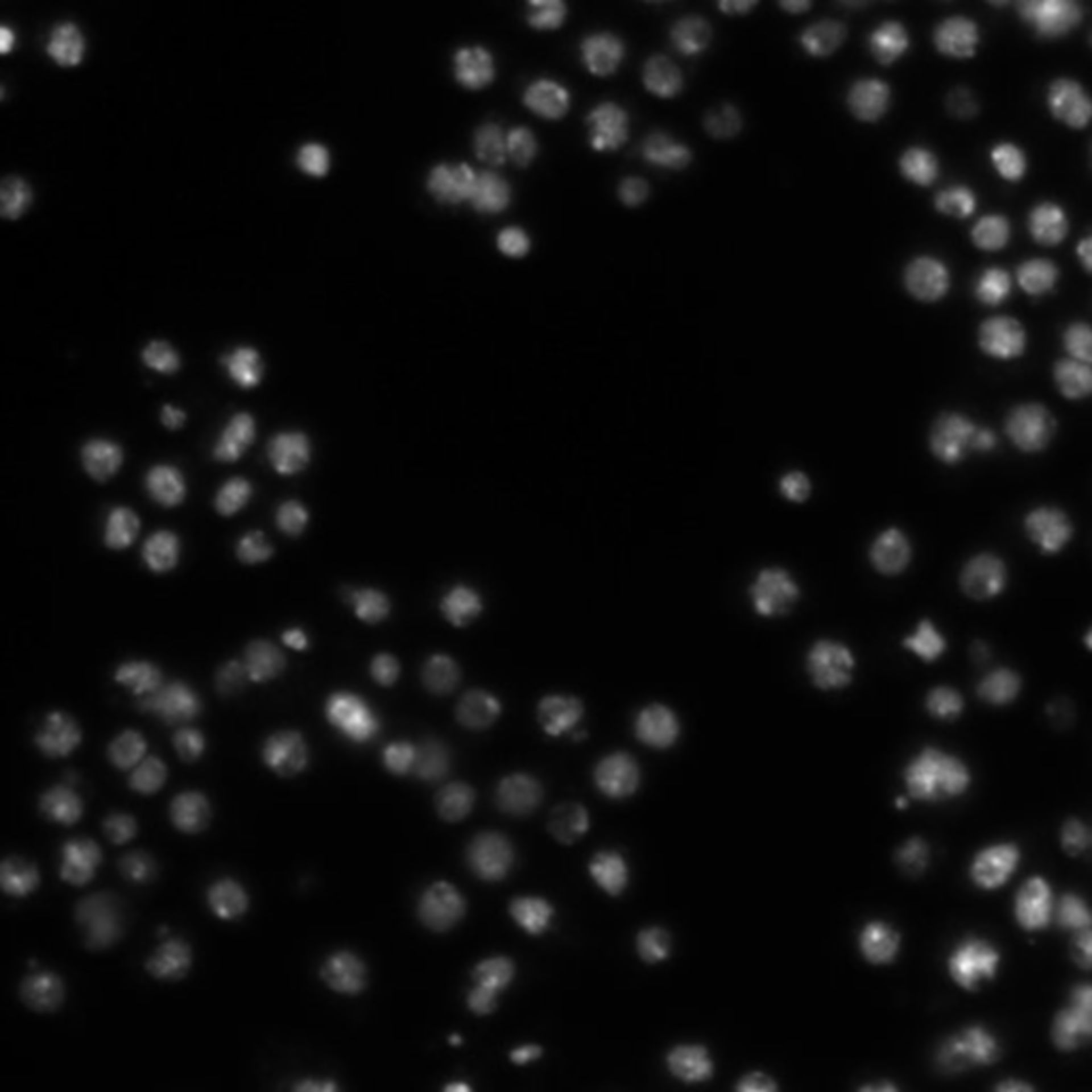 Drosophila melanogaster (DNA) - CIL:21790