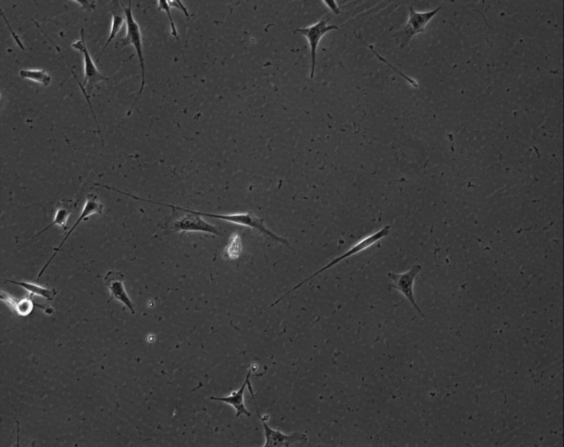 Mus musculus (Extracellular matrix part) - CIL:7834