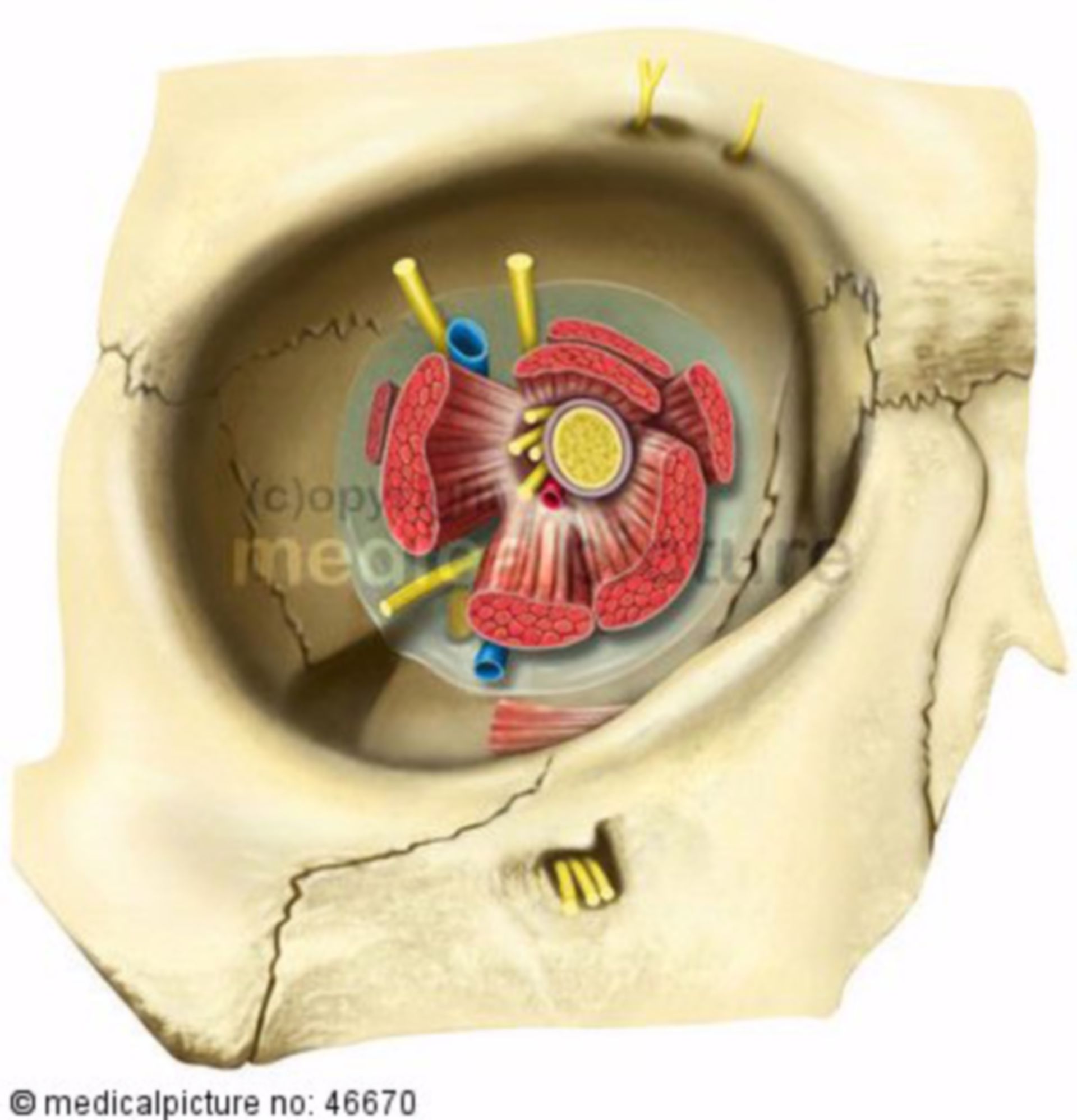 Right eyehole with nerves and muscles, Orbita