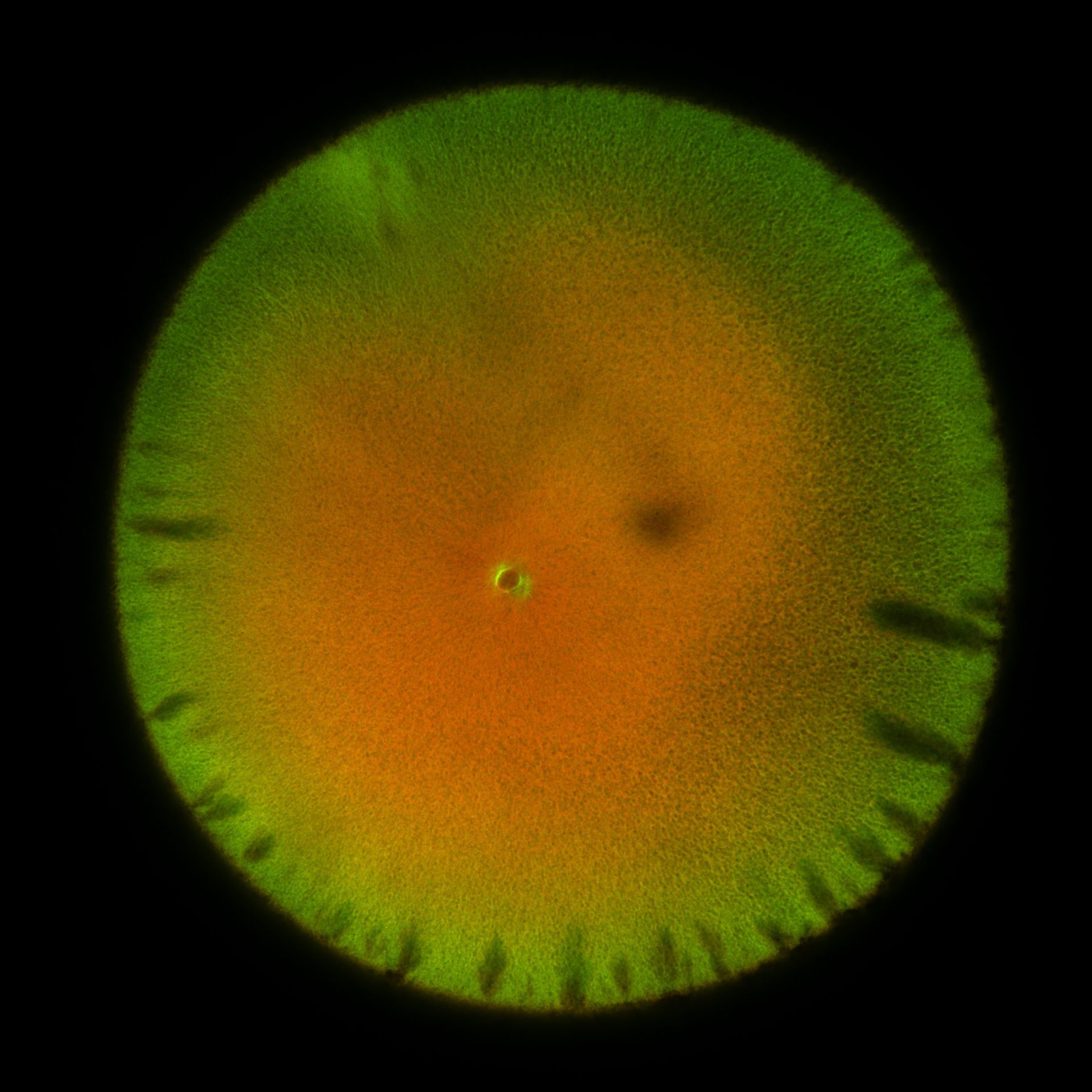 Xenopus laevis (DNA) - CIL:36510