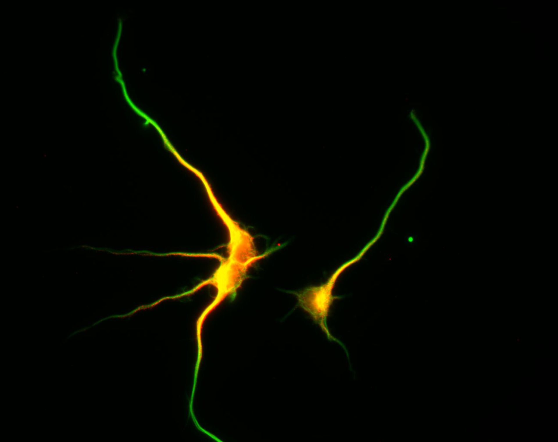 Rattus (Dendrite) - CIL:8460