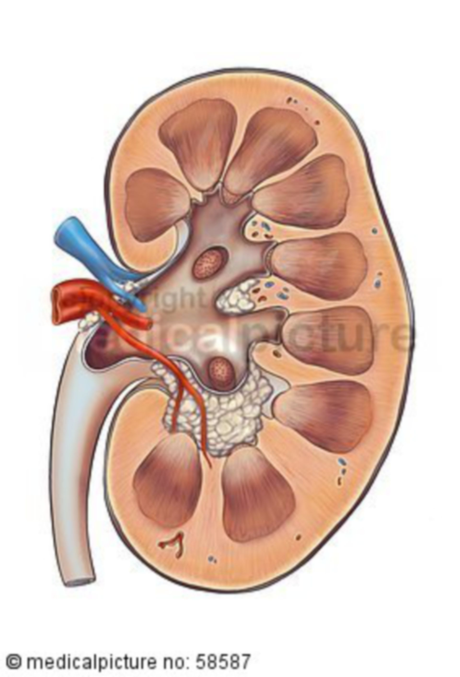 Section of a kidney