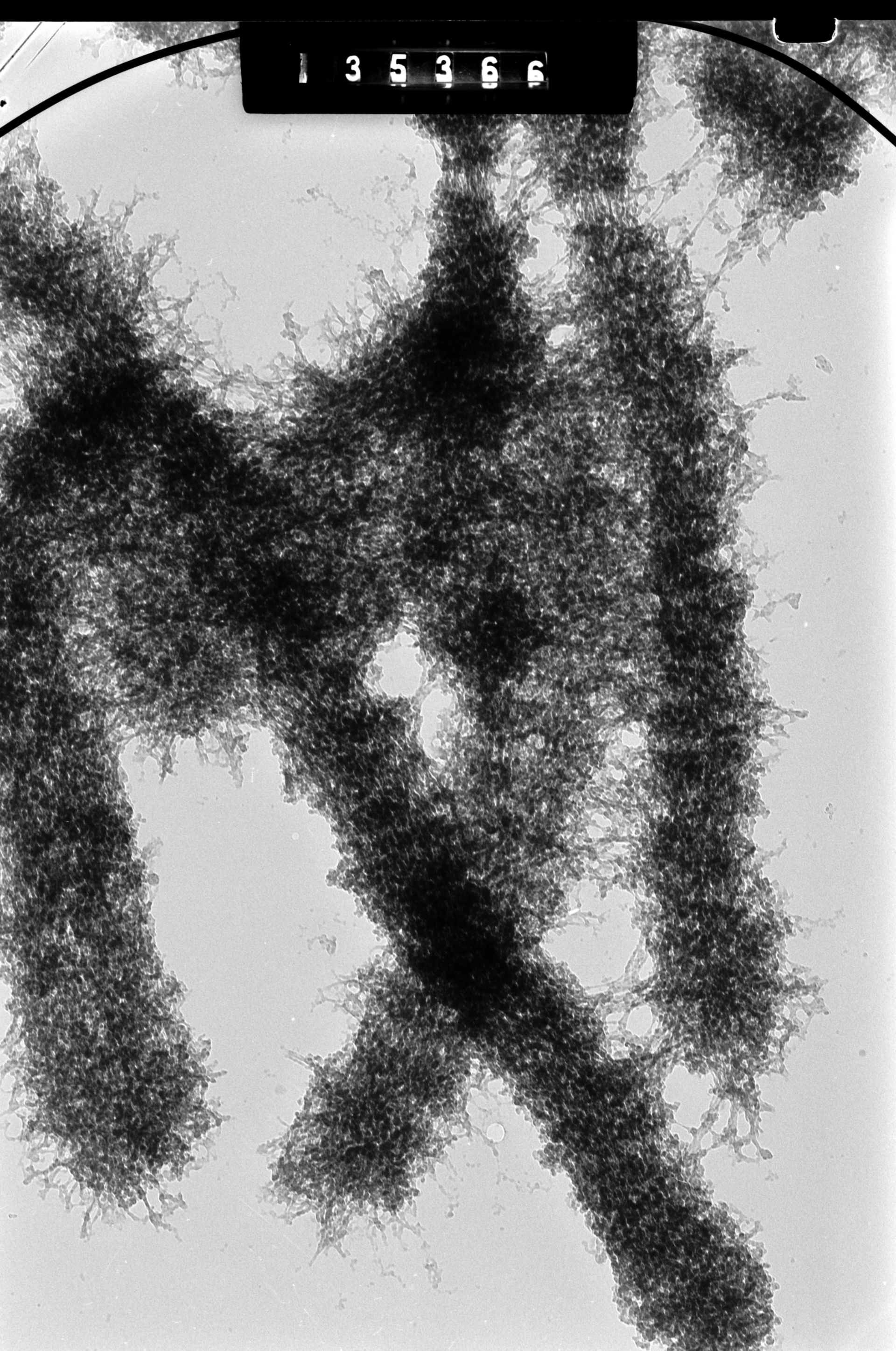 Cricetulus griseus (Nuclear chromosome) - CIL:41611