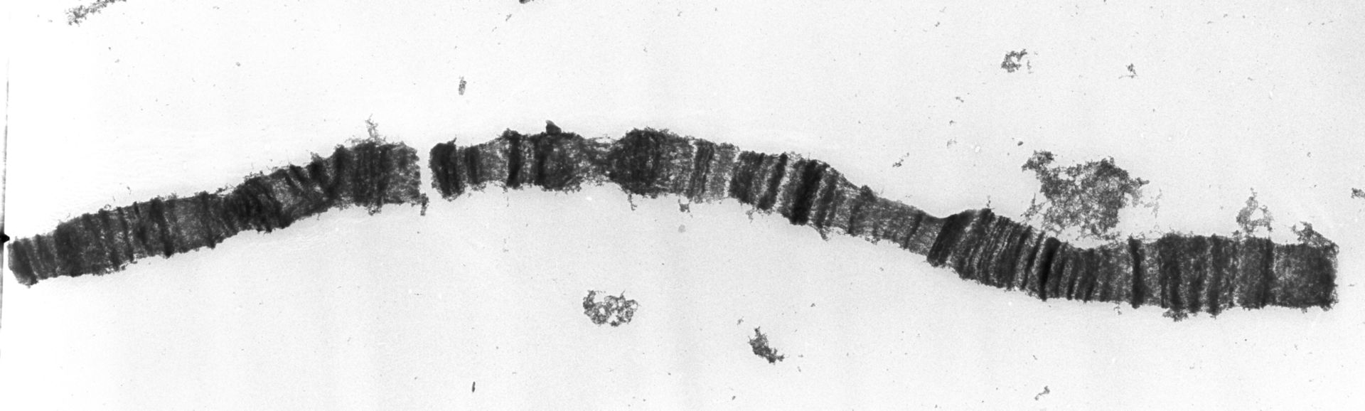 Drosophila melanogaster (Polytene chromosome) - CIL:25511