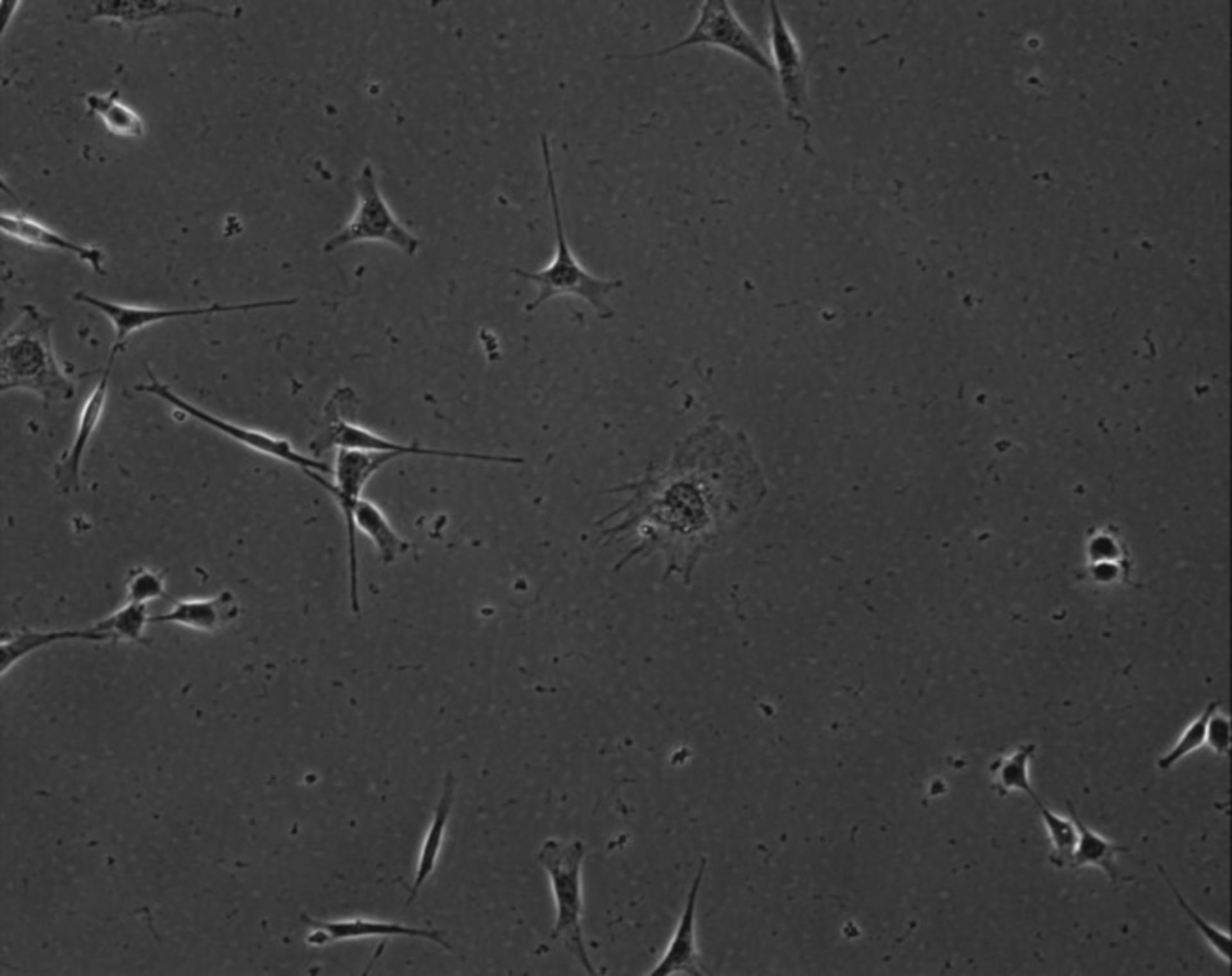 Mus musculus (Extracellular matrix part) - CIL:8841