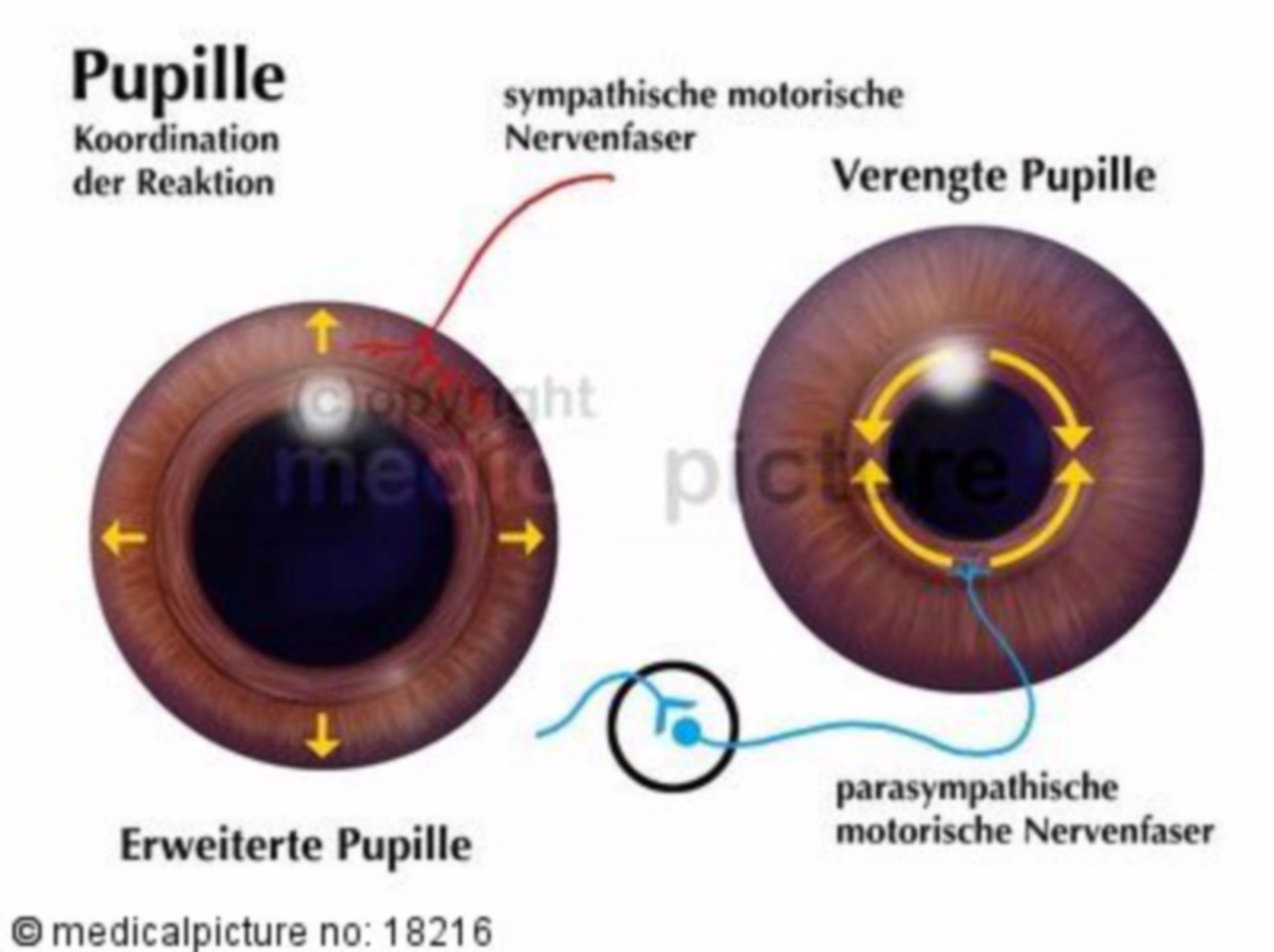  Pupille, Pupillenweitstellung, Pupillenengstellung 
