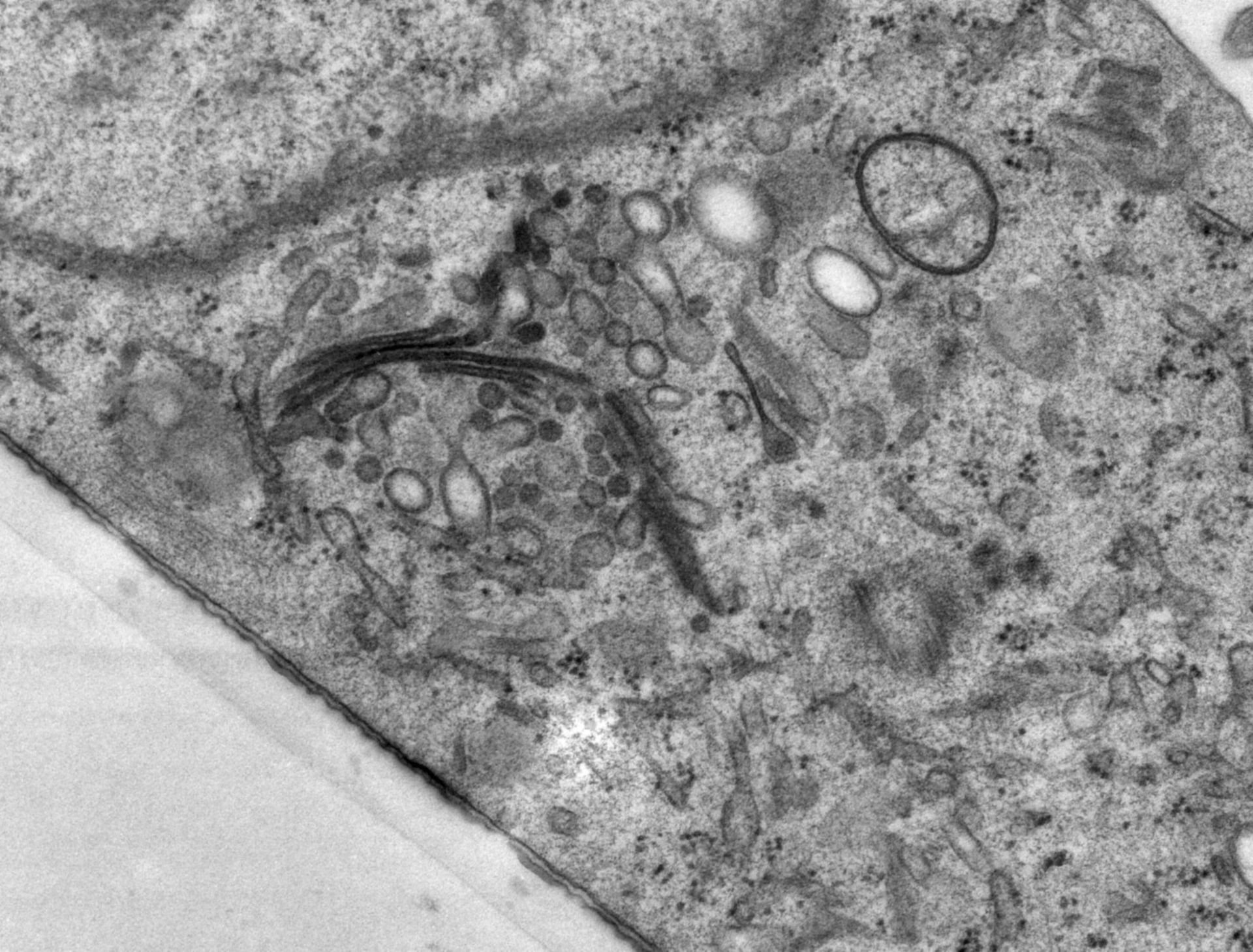 Rattus norvegicus (Golgi cisterna) - CIL:24523