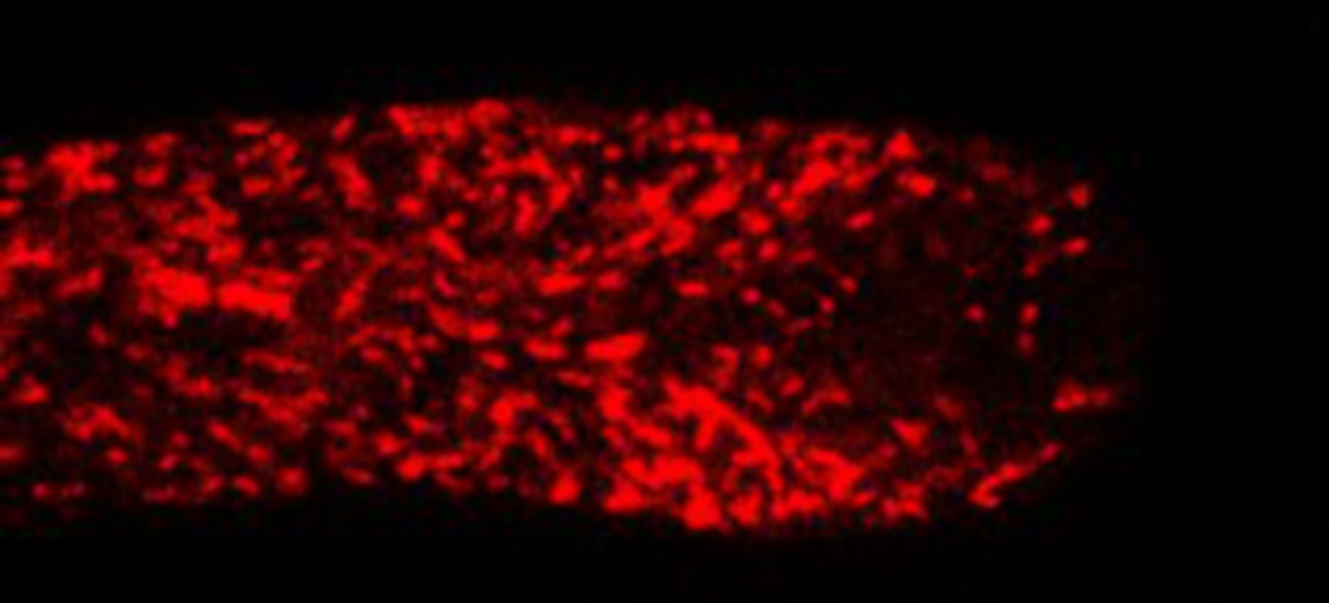 Lilium formosanum (Mitochondria) - CIL:35294