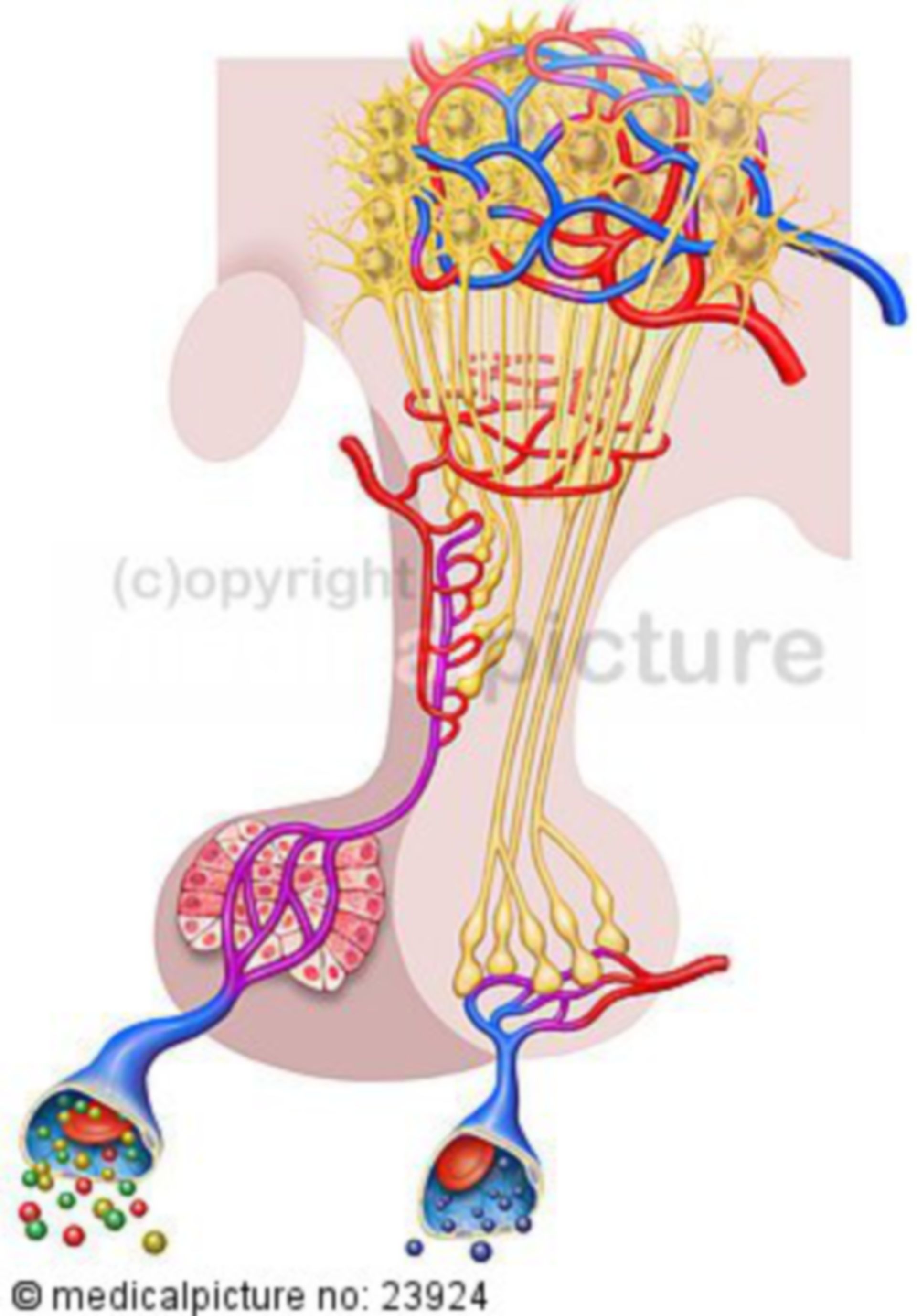 Hypothalamus und Hypophyse