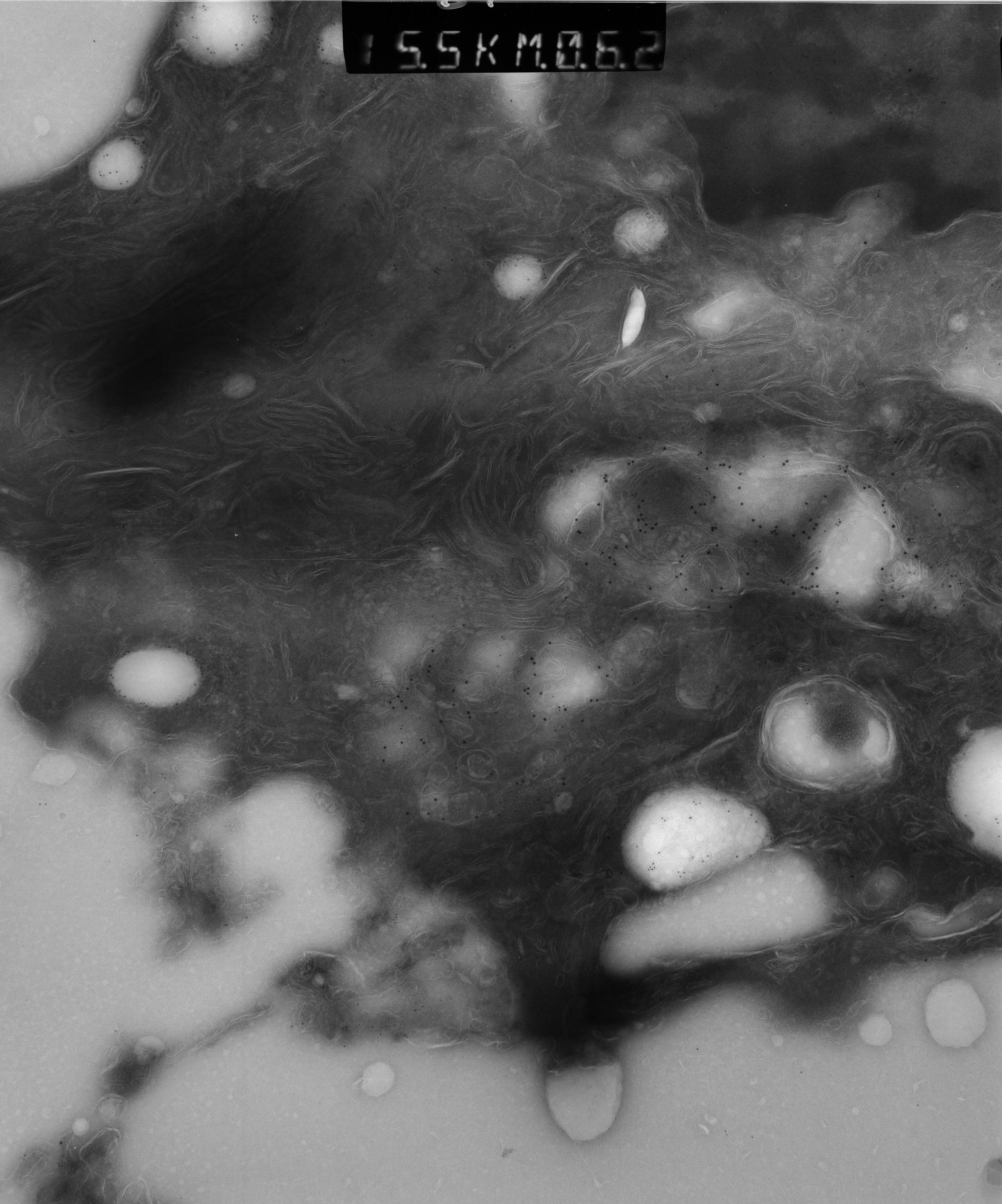 Rattus rattus (Mitochondrion) - CIL:38592