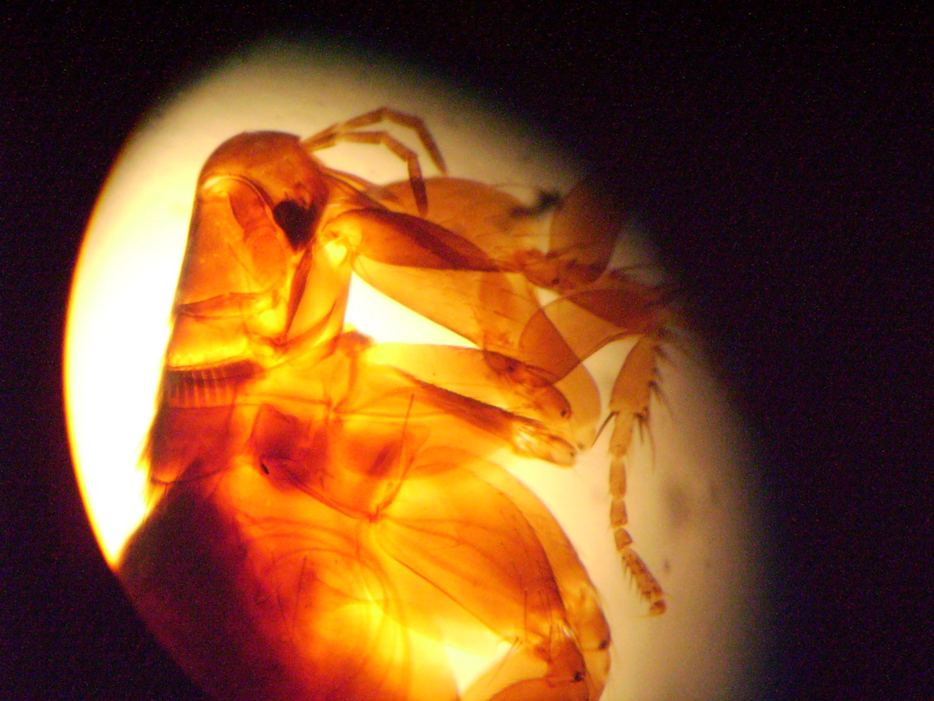 Plague flea 2