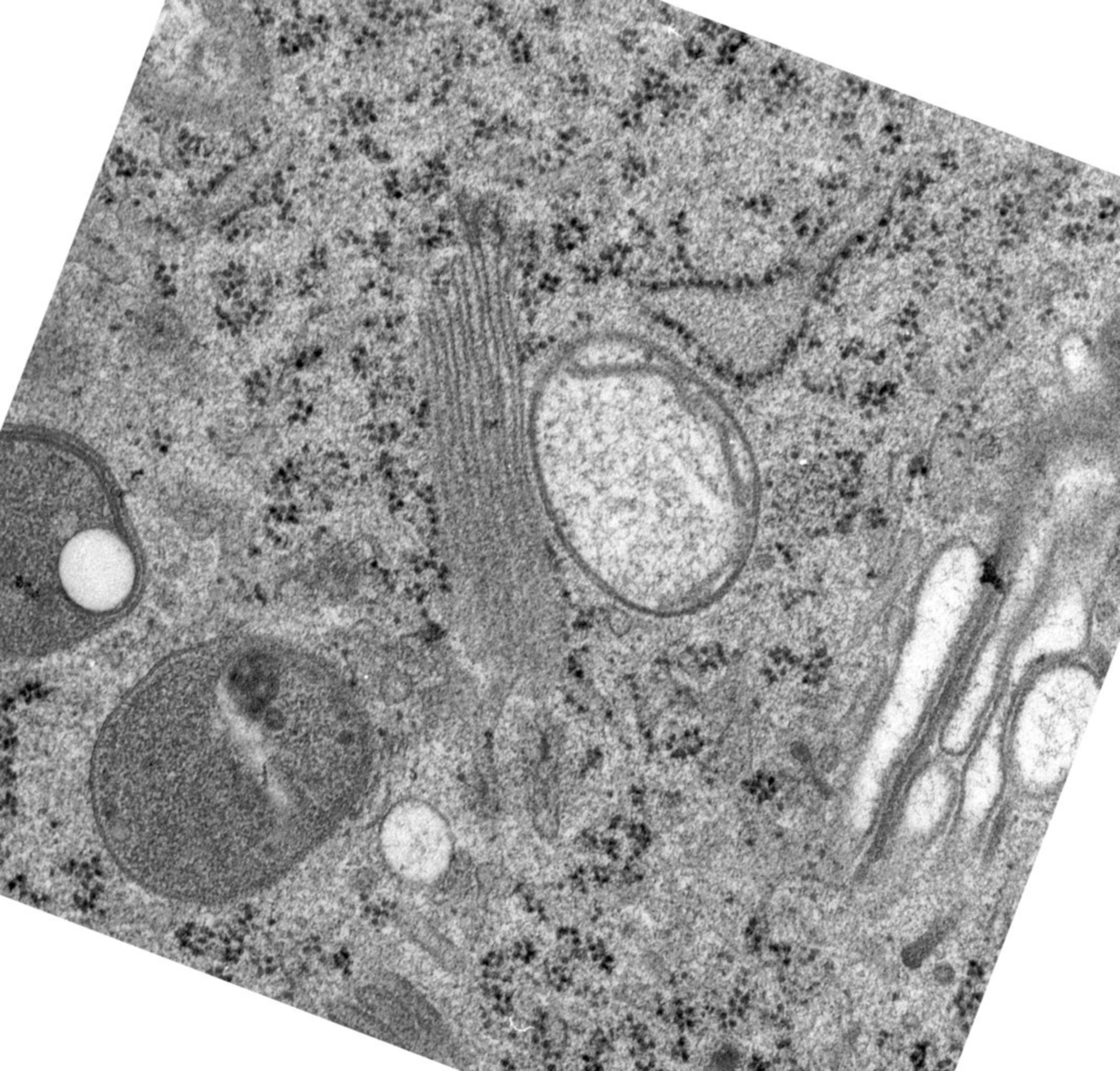 Rattus norvegicus (Golgi cisterna) - CIL:24486