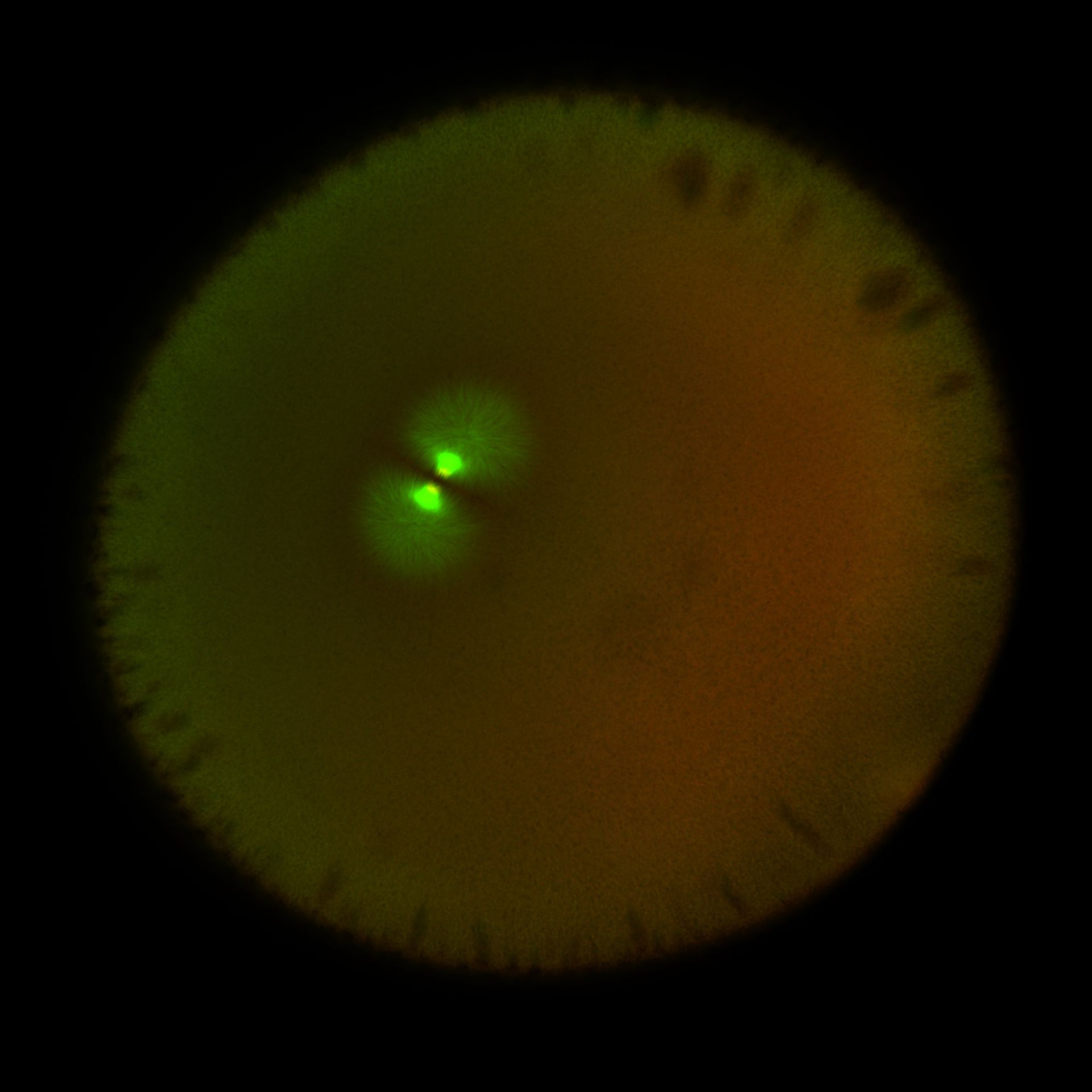Xenopus laevis (DNA) - CIL:36567