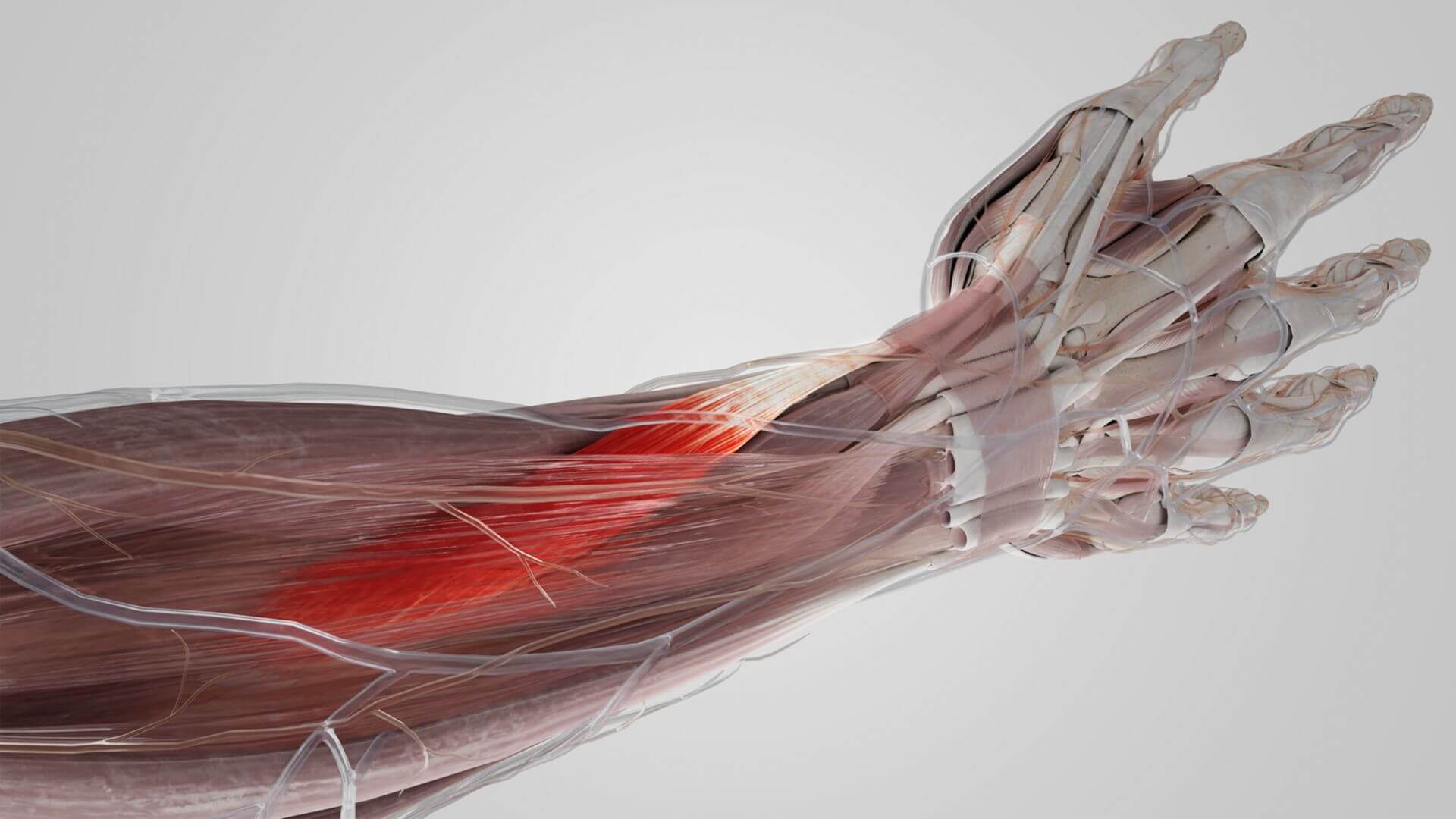 Musculus abductor pollicis longus