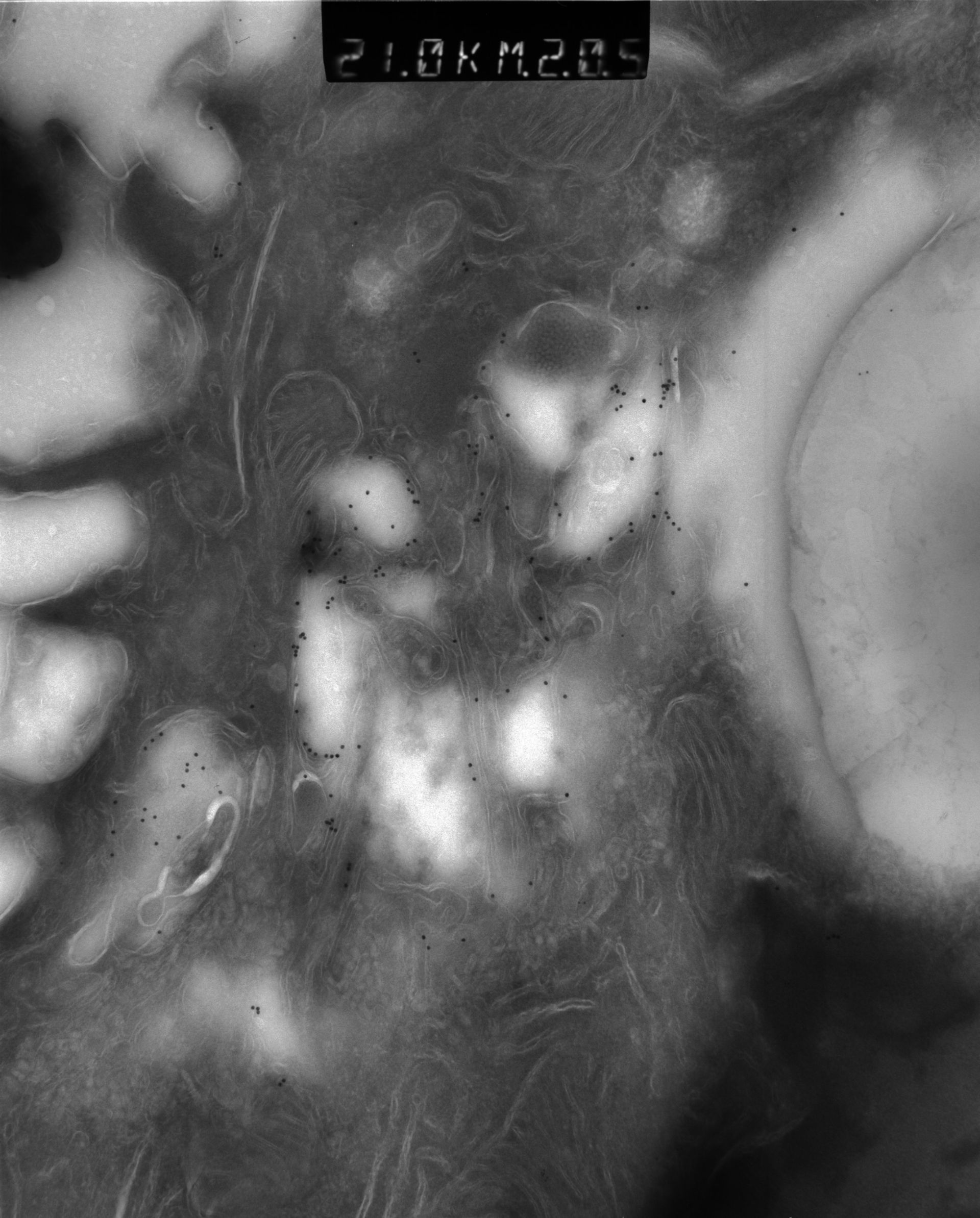 Rattus rattus (Mitochondrion) - CIL:38667