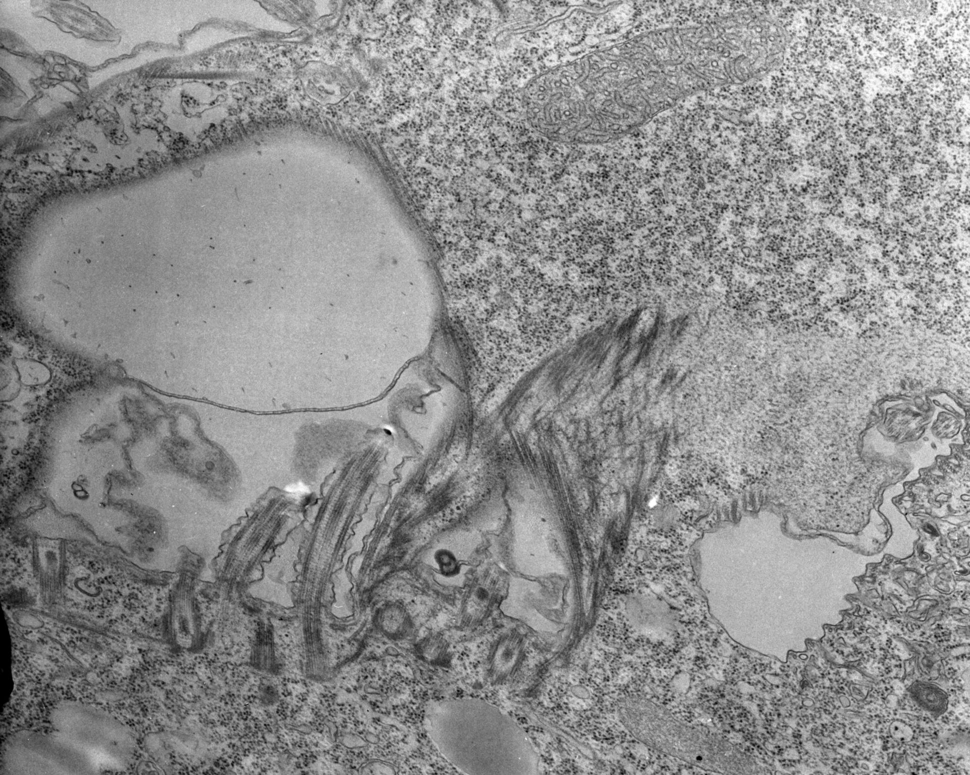 Tetrahymena pyriformis (Oral apparatus) - CIL:39717