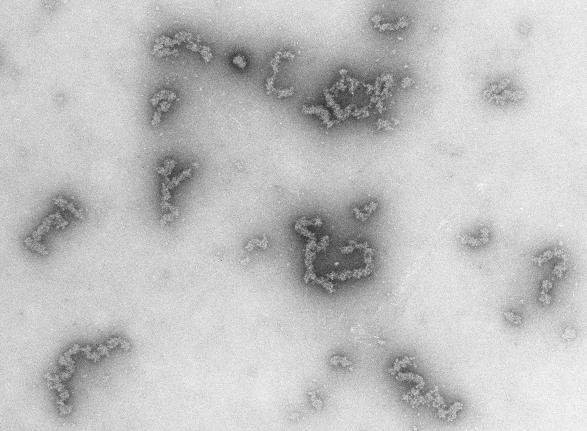Necturus maculosus (Nucleate erythrocyte) - CIL:695