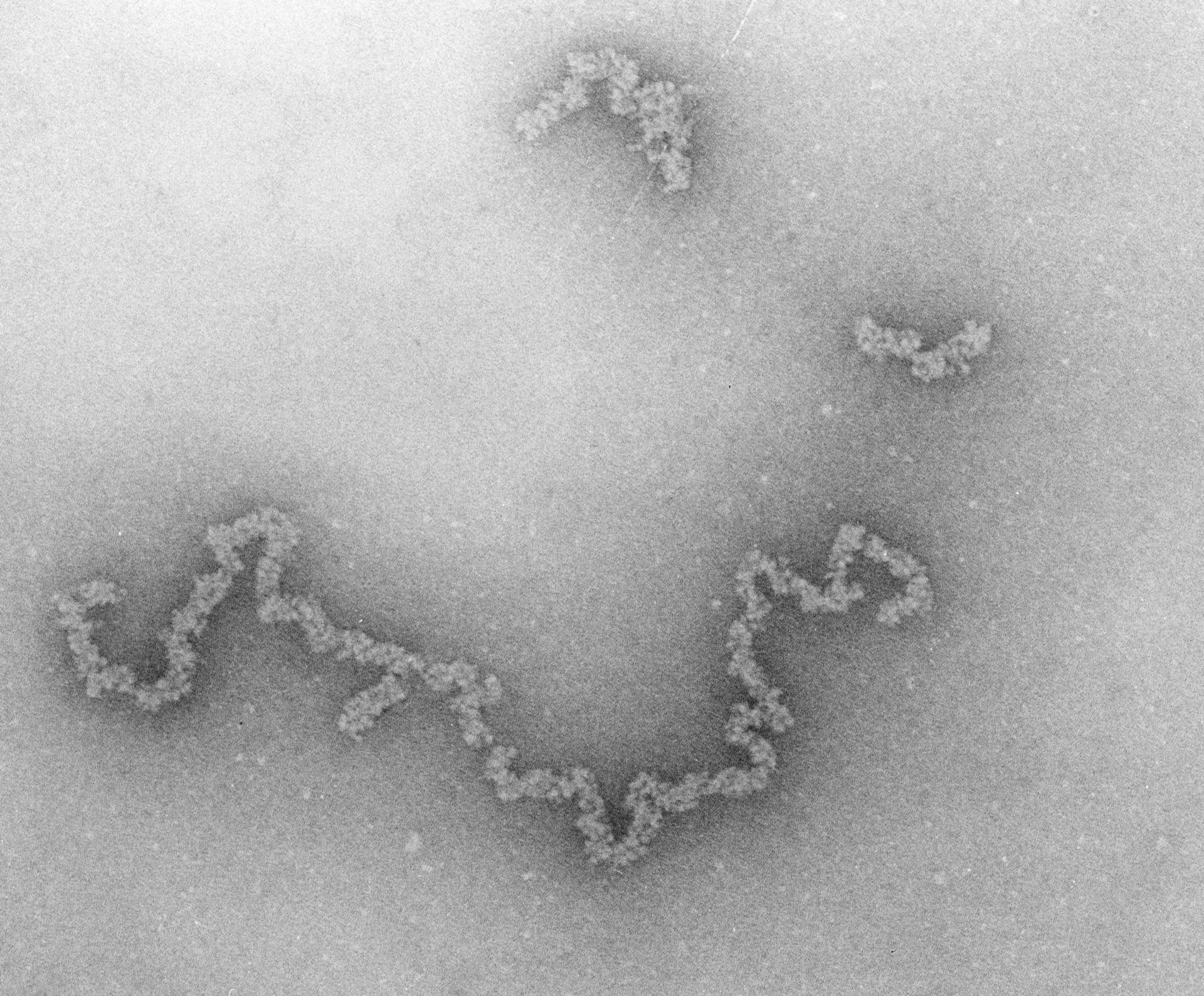 Necturus maculosus (Nuclear chromatin) - CIL:700