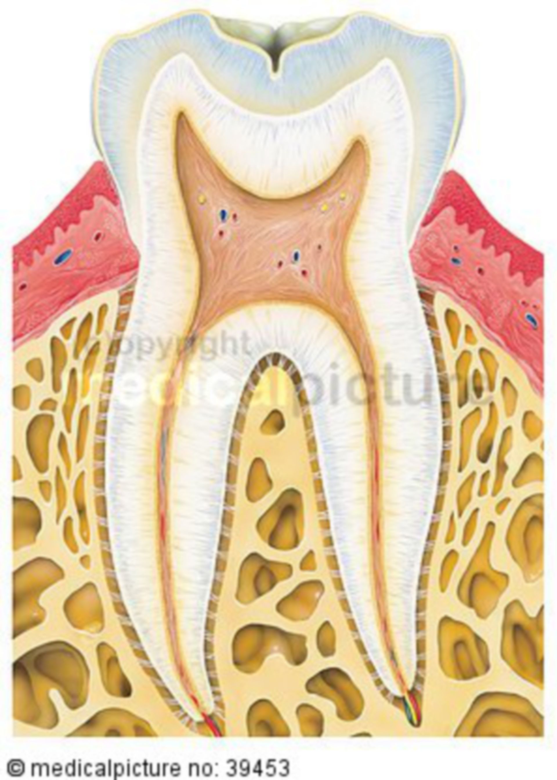  Gesunder Zahn im Querschnitt 
