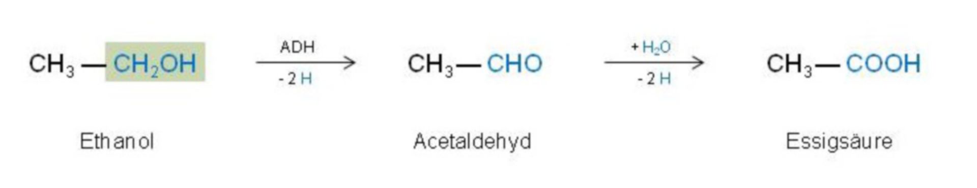 Ethanolabbau