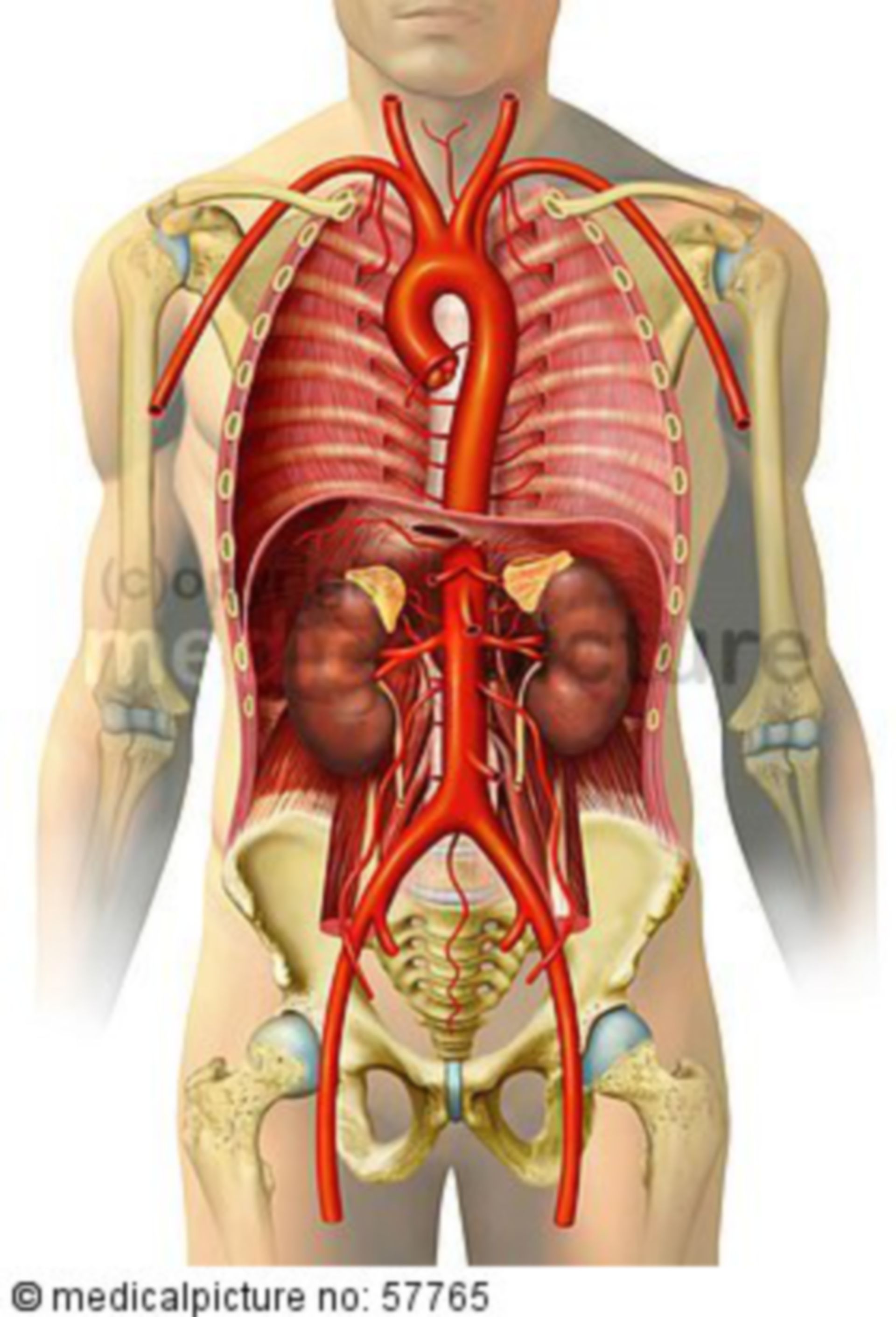 Arterial circulatory system