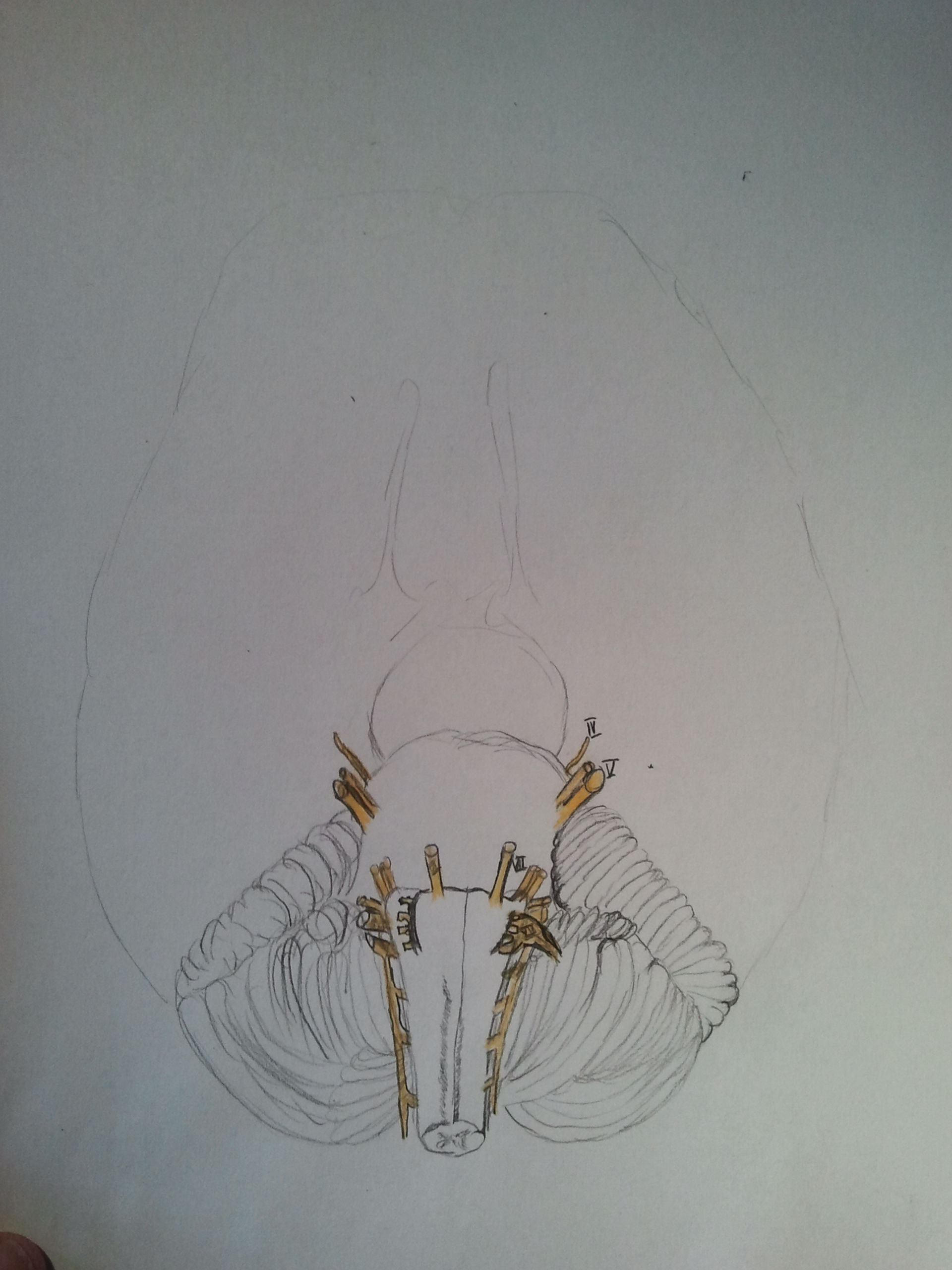 Cranial nerves and part of the cerebellum (drawing) 5