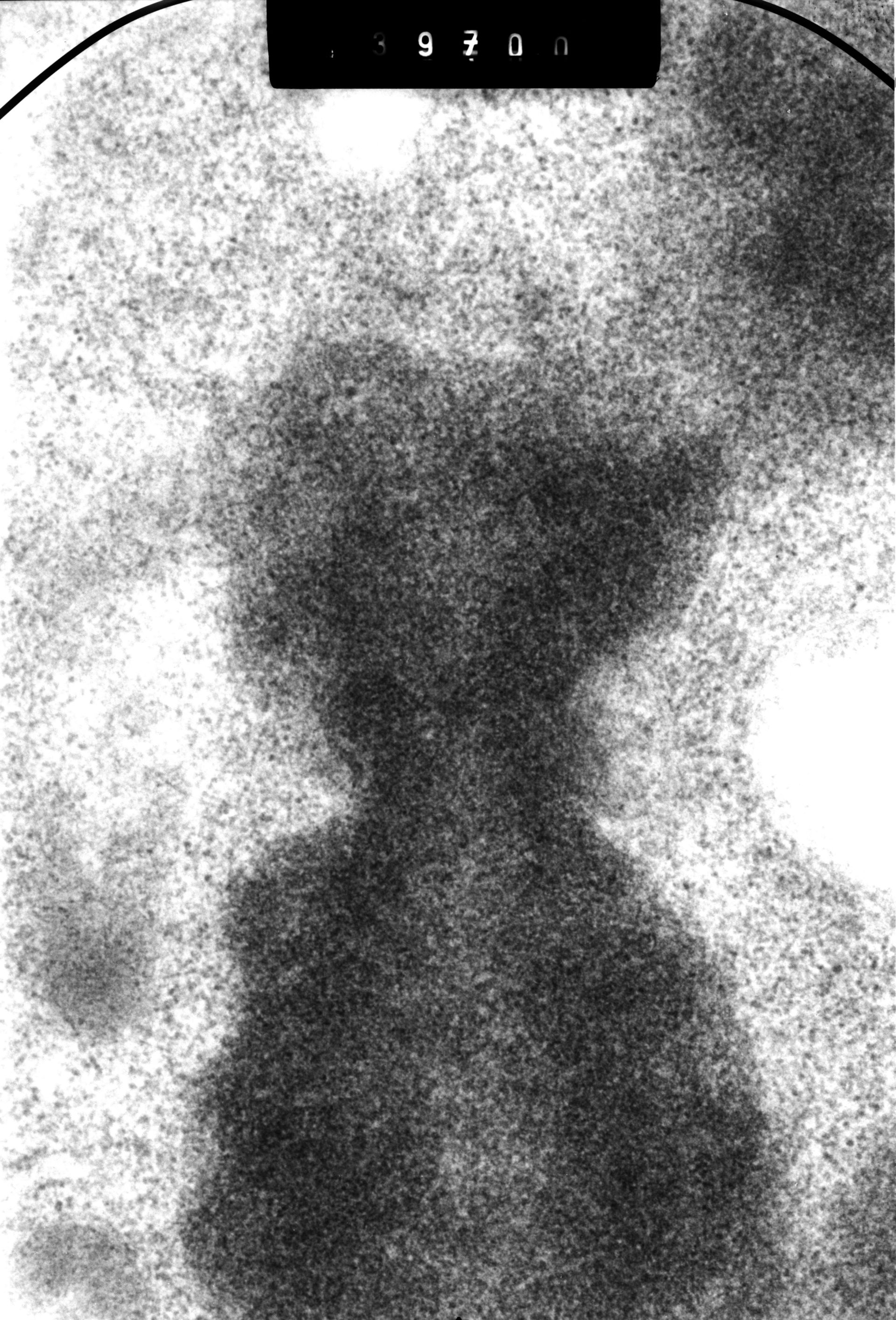 Cricetulus griseus (Kinetochore) - CIL:41487