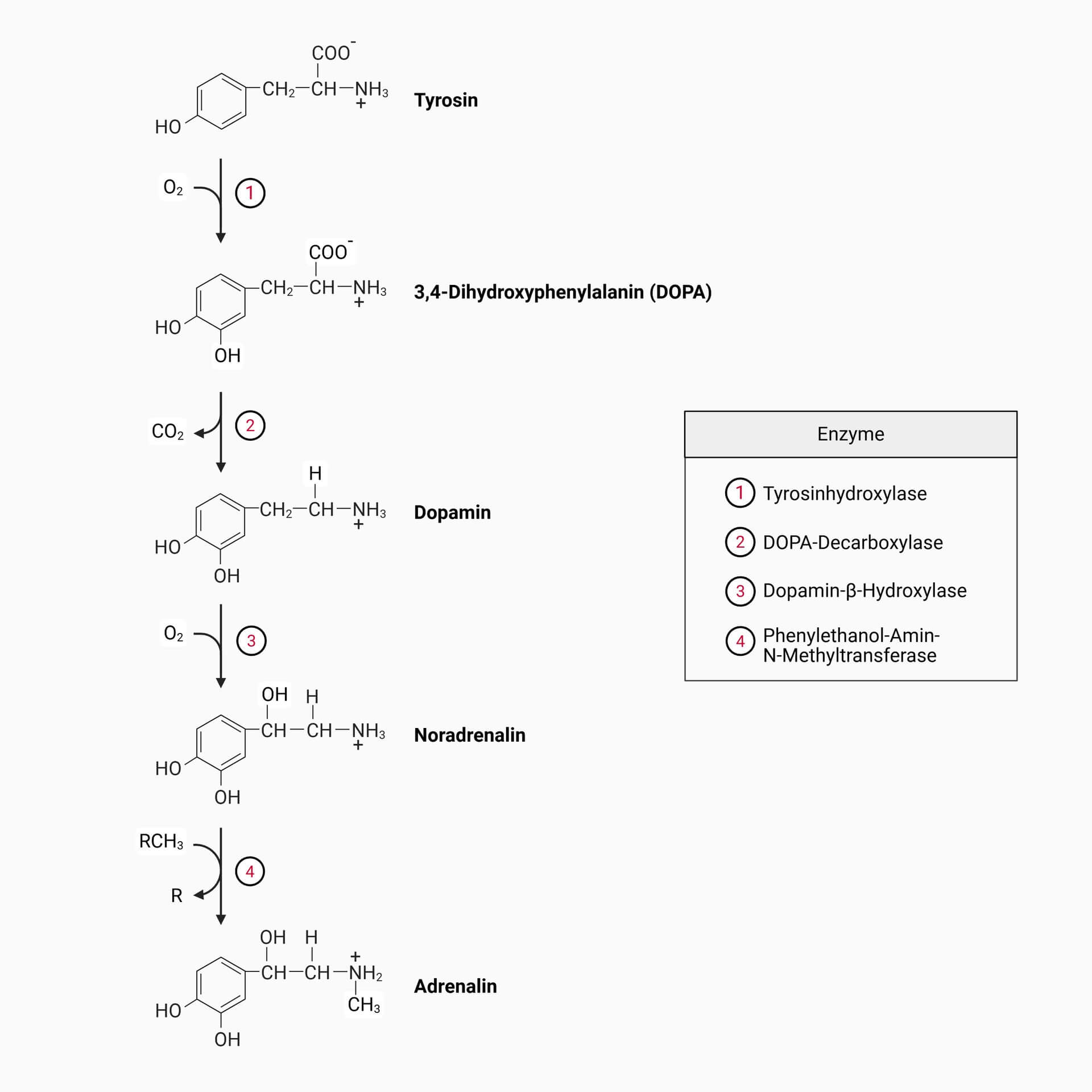 Synthese der Katecholamine