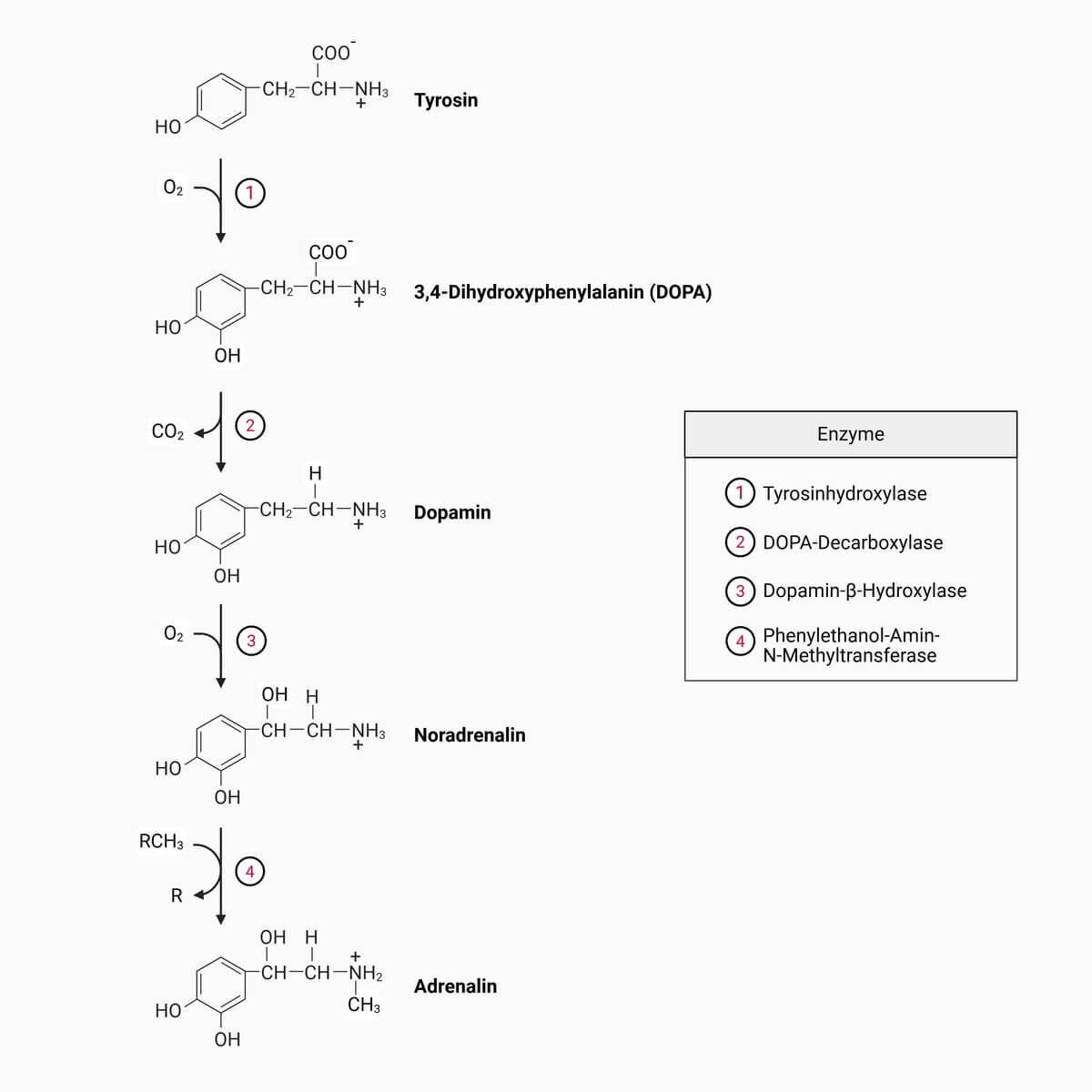 Synthese der Katecholamine