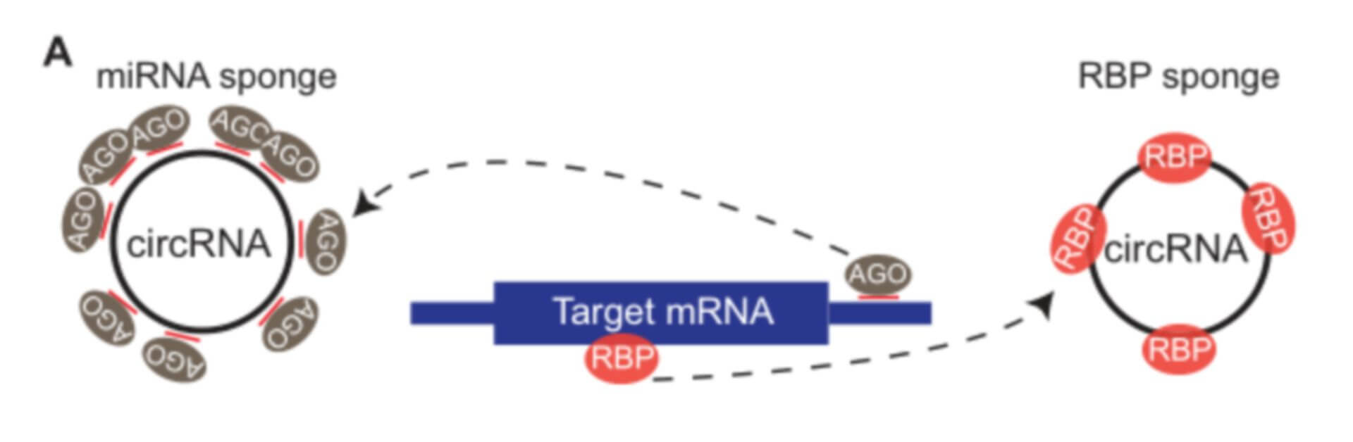 Schematic Diagram of circRNA Functioning as miRNA/RBP Sponge