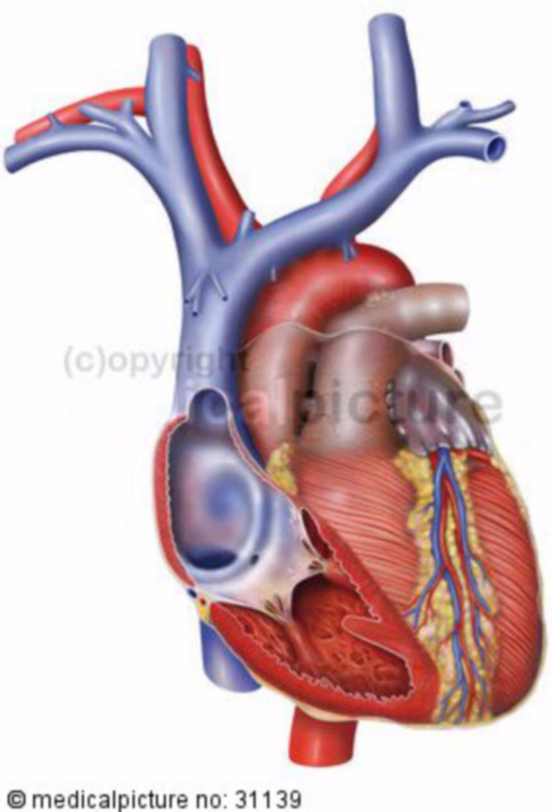 Cuore, parzialmente aperta