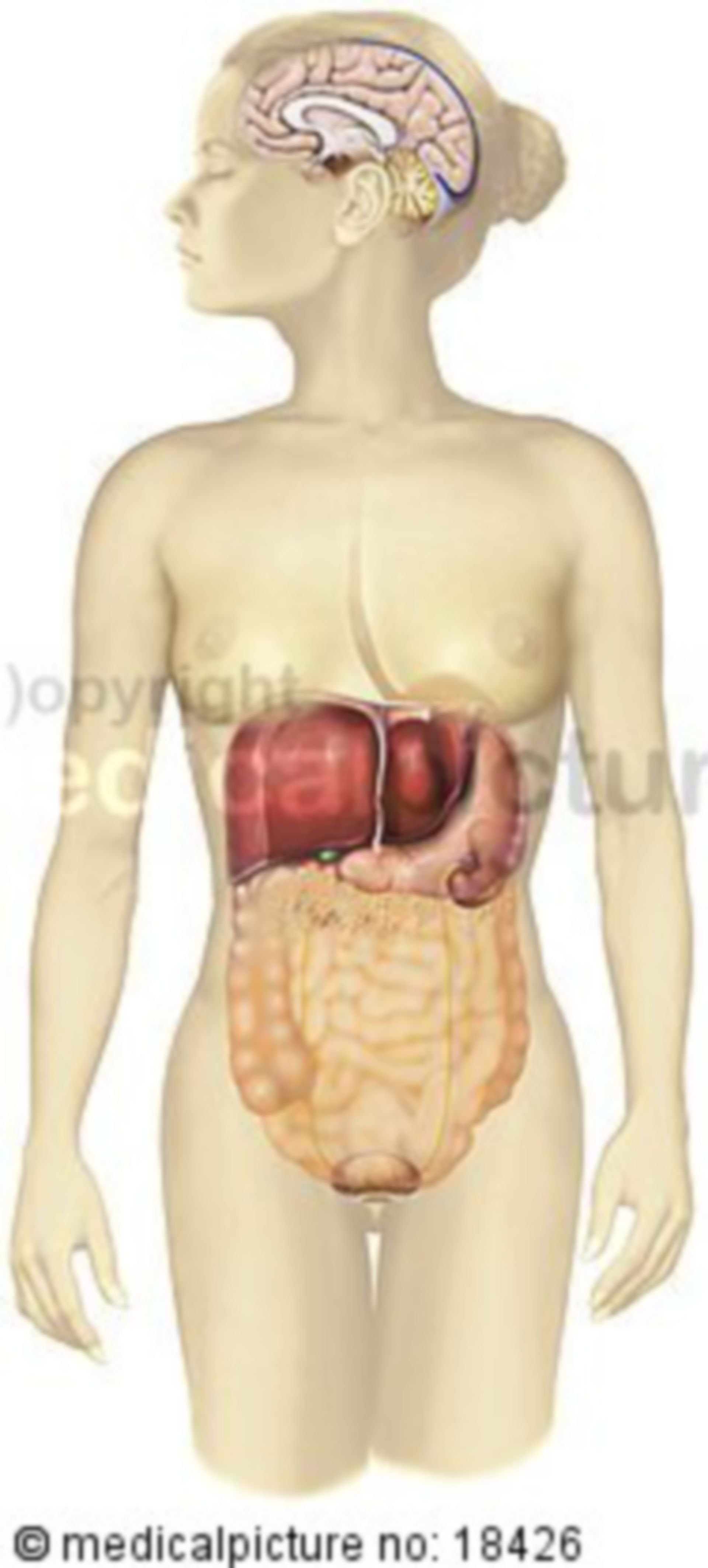 Zirbeldrüse, Organe,  pineal gland, Variante 1