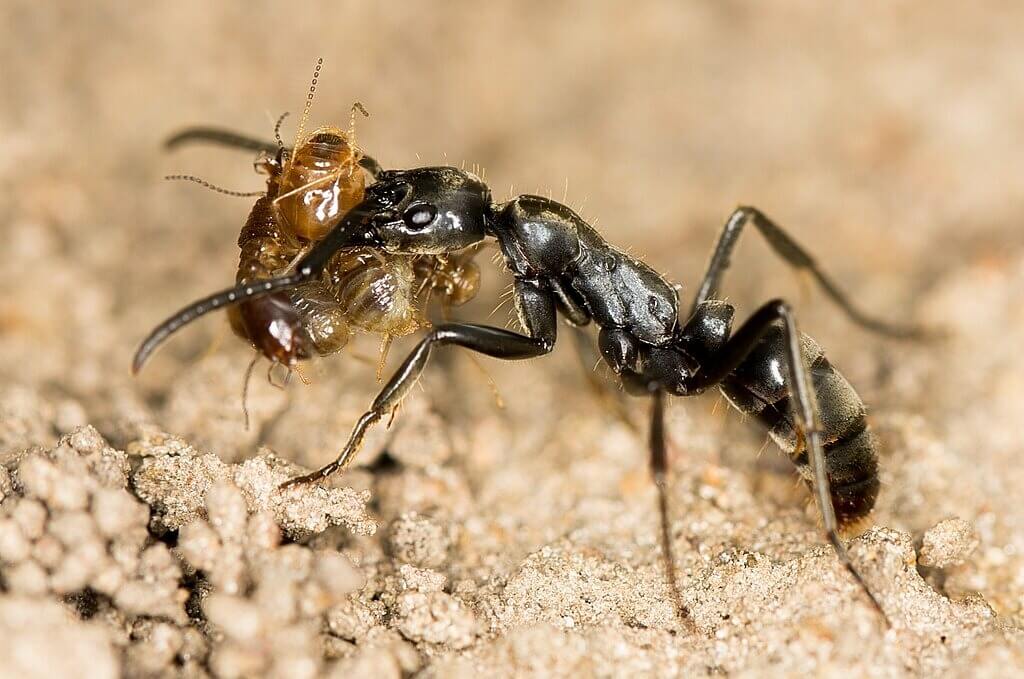 megaponera_major_with_termites__crop_original.jpg