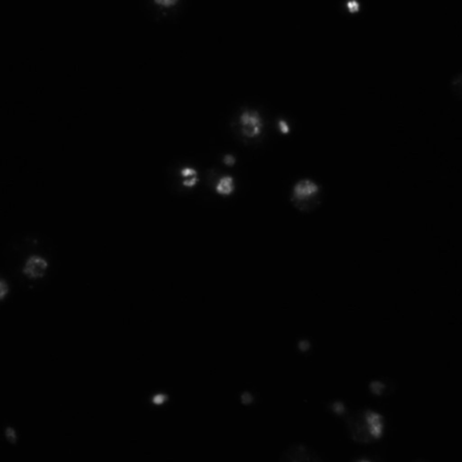 Drosophila melanogaster (DNA) - CIL:21750