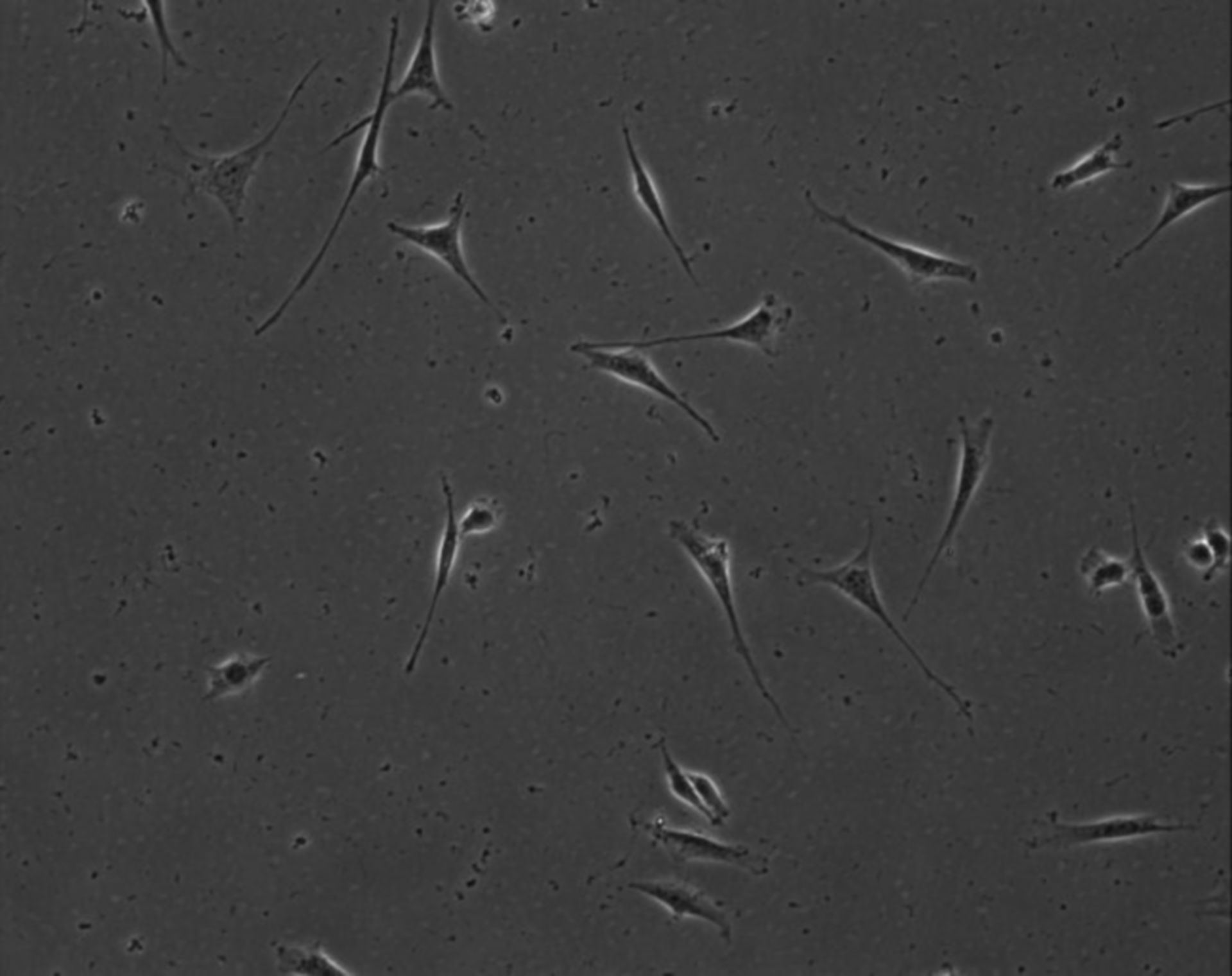 Mus musculus (Extracellular matrix part) - CIL:8924