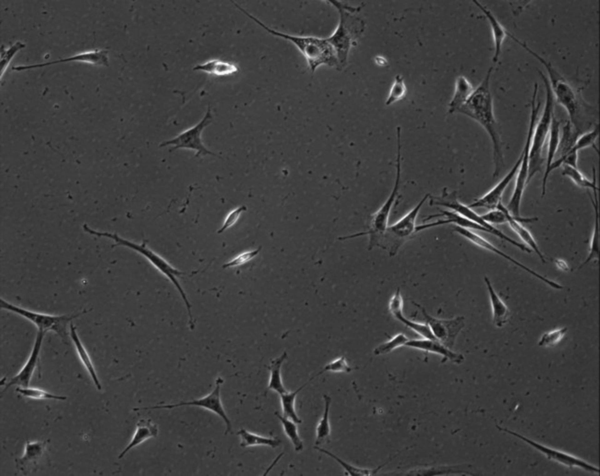 Mus musculus (Extracellular matrix part) - CIL:7883