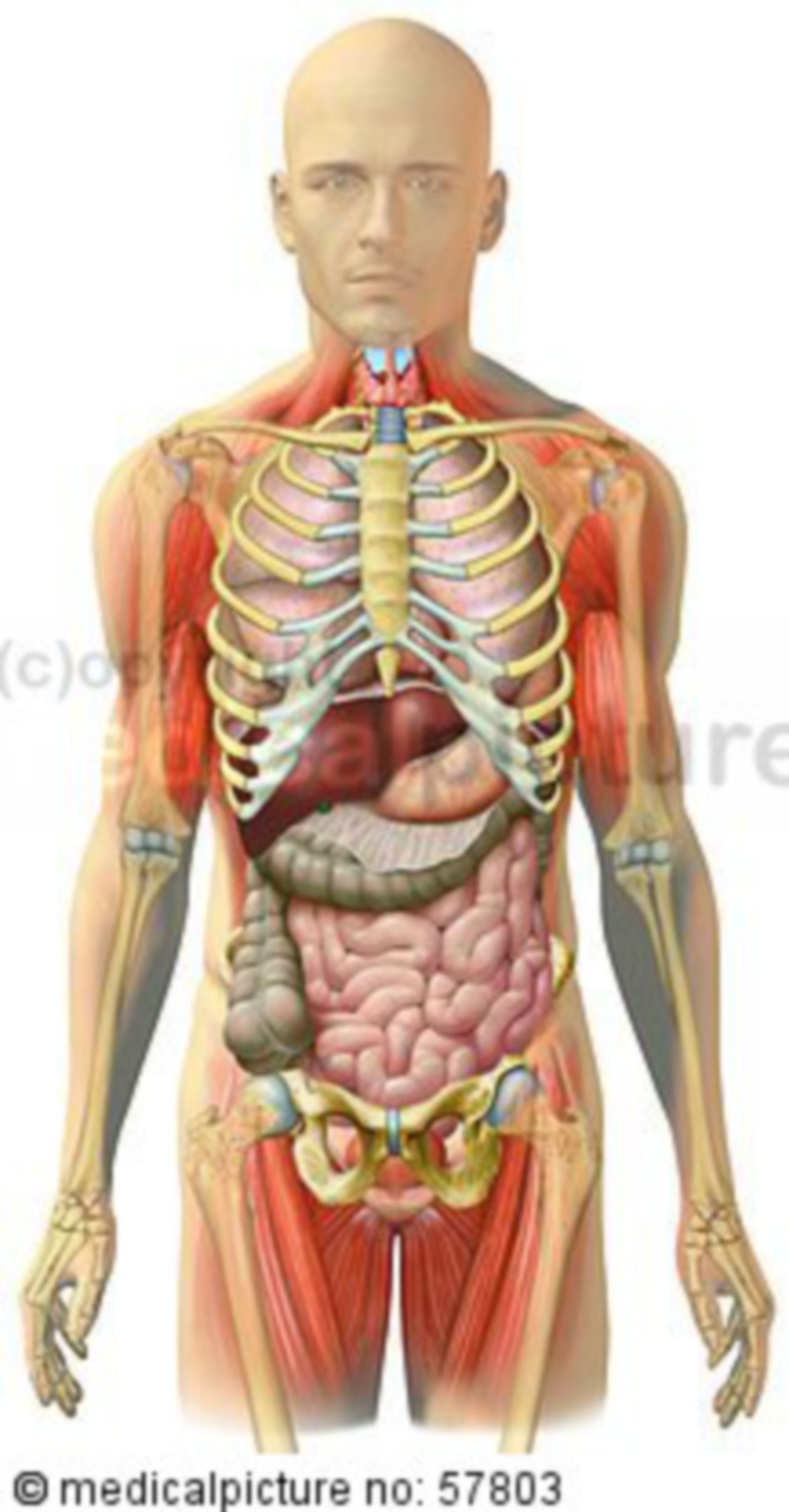 Anatomische Illustrationen - Skelett mit Brust-, Bauch-, Beckeneingeweide und Skelettmuskulatur