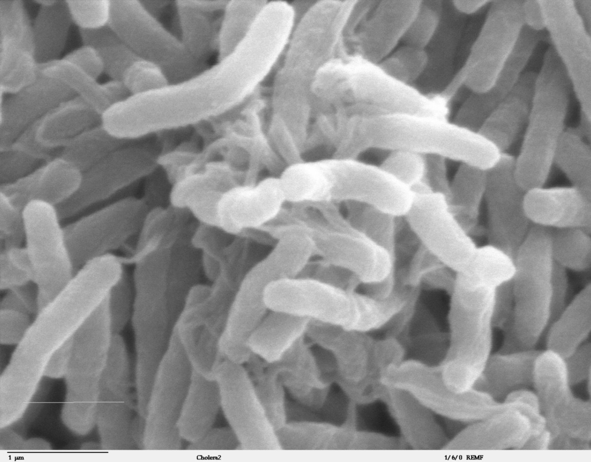 Vibrio cholerae (Cell surface) - CIL:40397