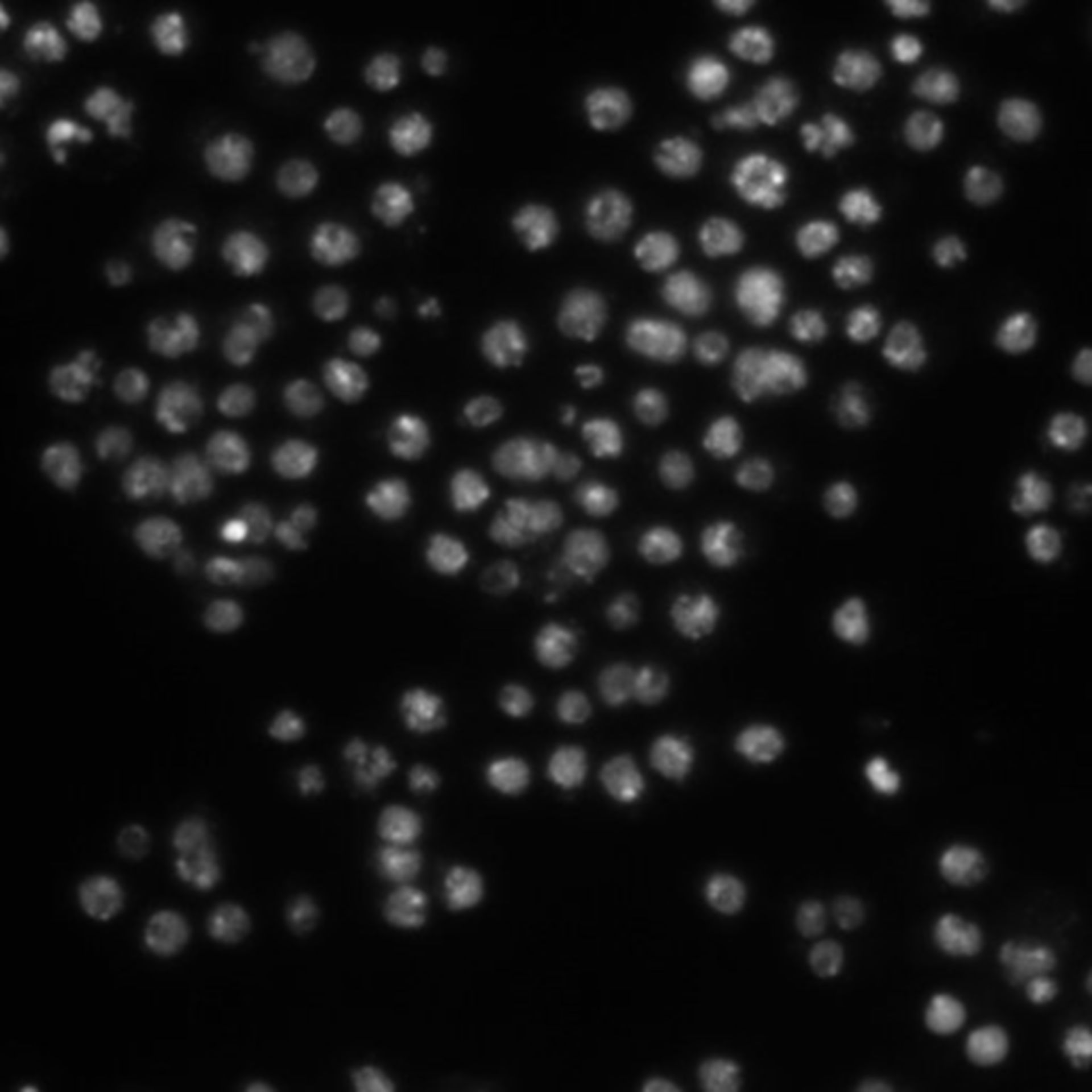 Drosophila melanogaster (DNA) - CIL:21798