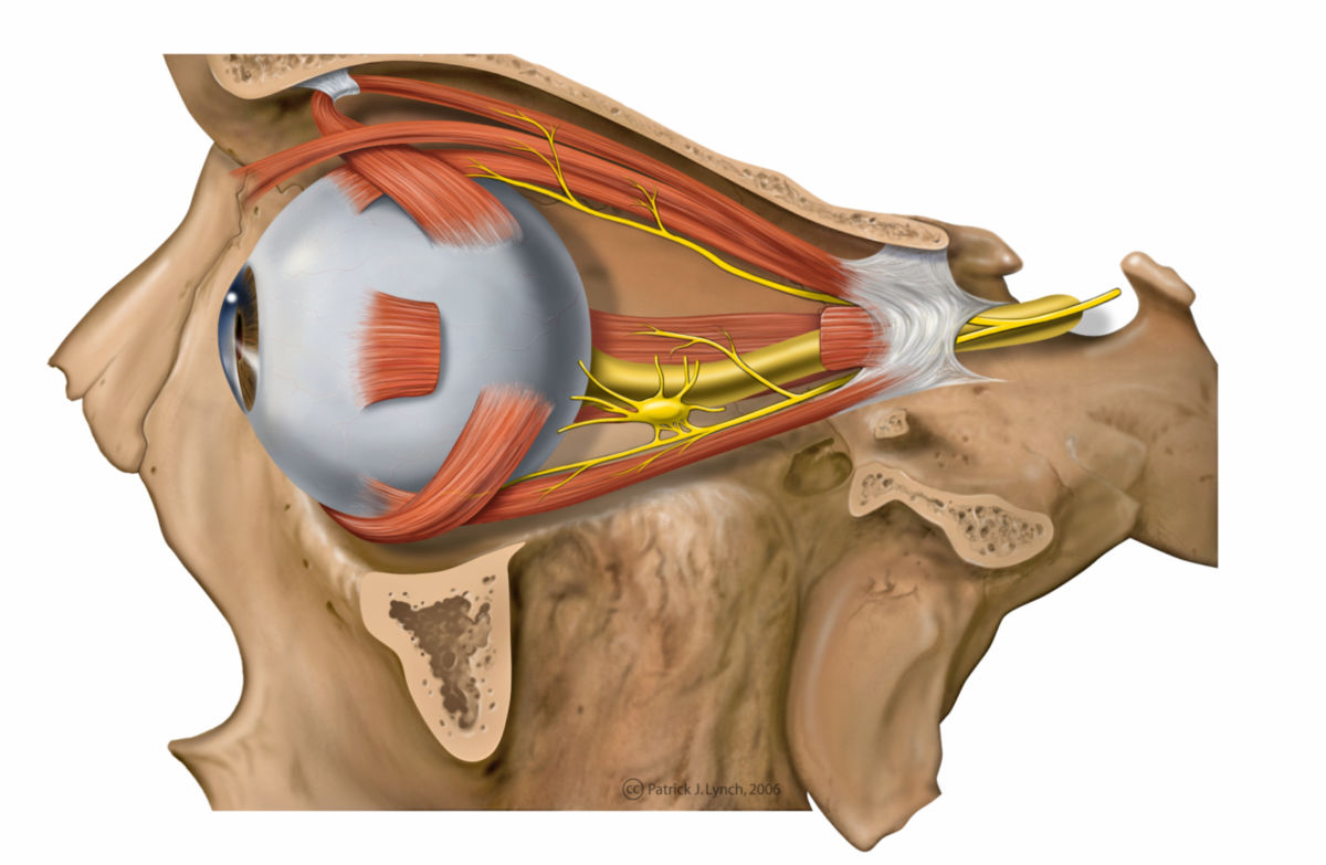 Anatomie des Auges mit Muskeln und Nerven (Illustration)