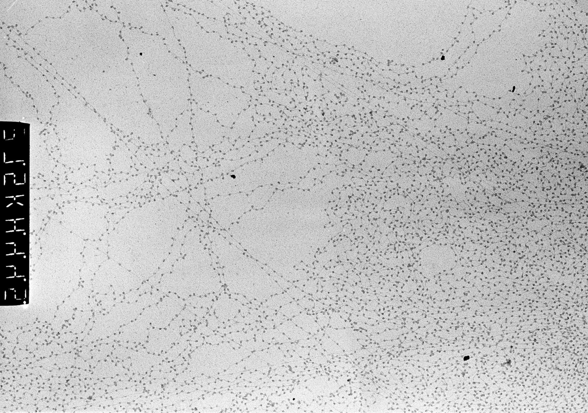 Gallus gallus (Chromatin) - CIL:709