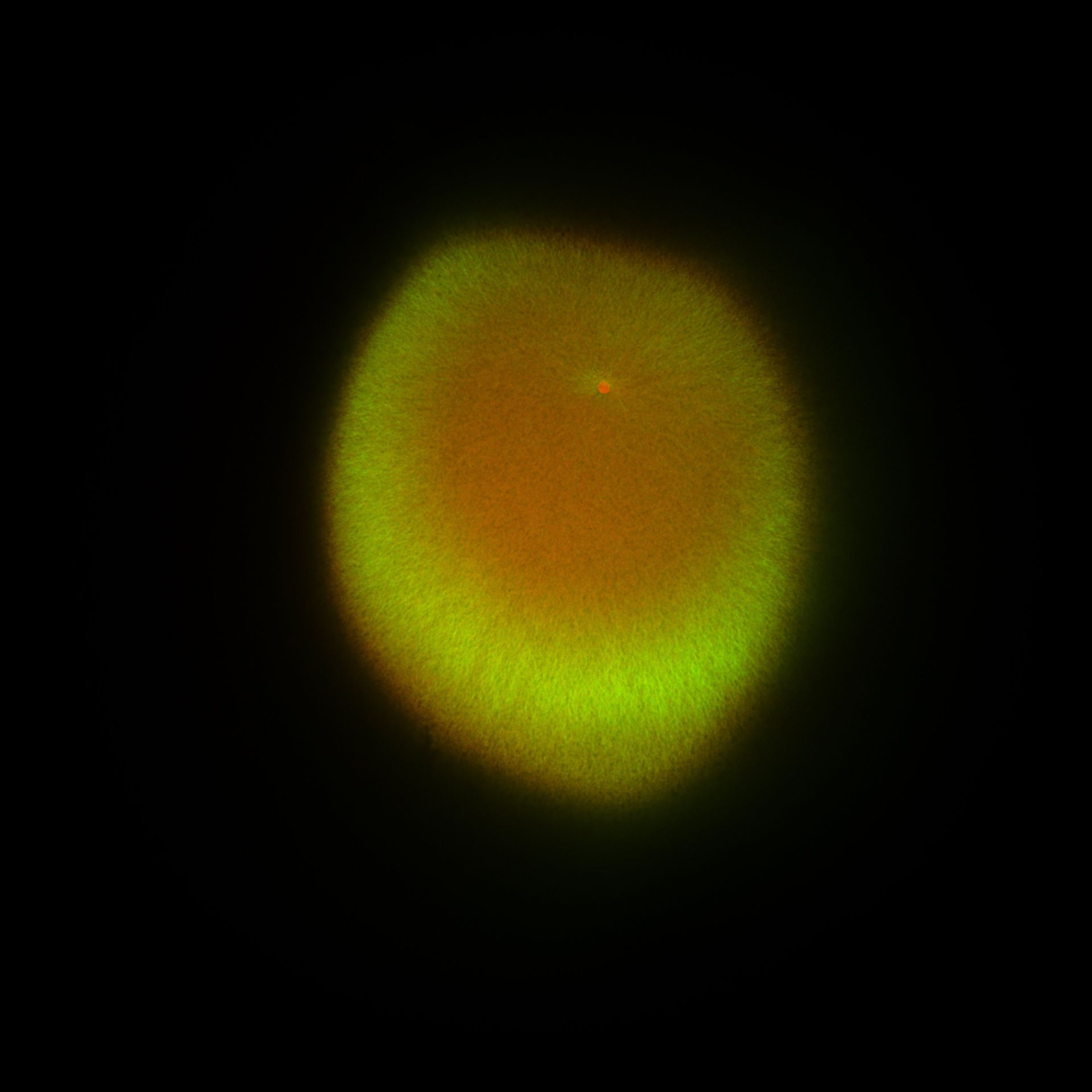 Xenopus laevis (DNA) - CIL:36465