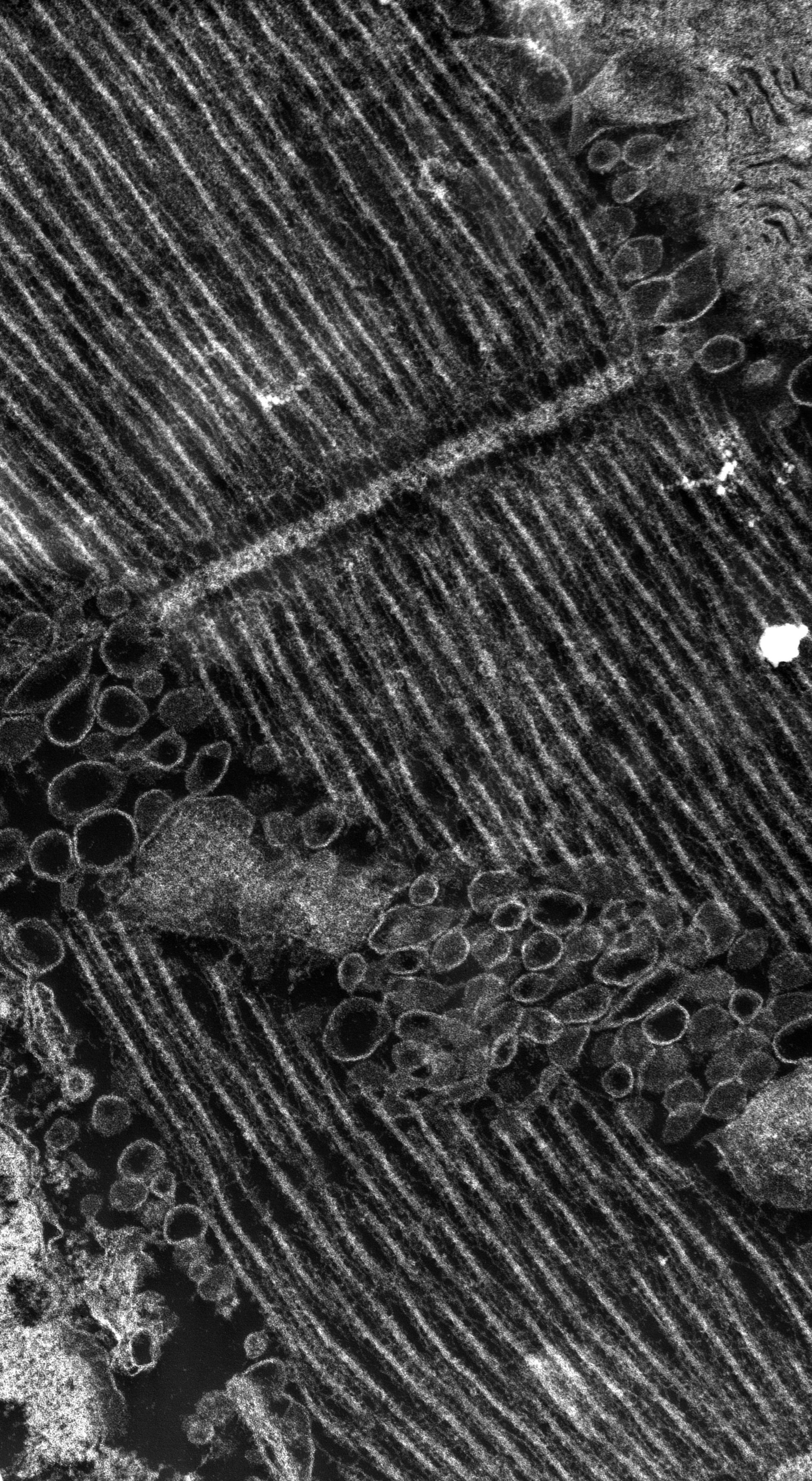 Damselfly (T-tubule) - CIL:37373