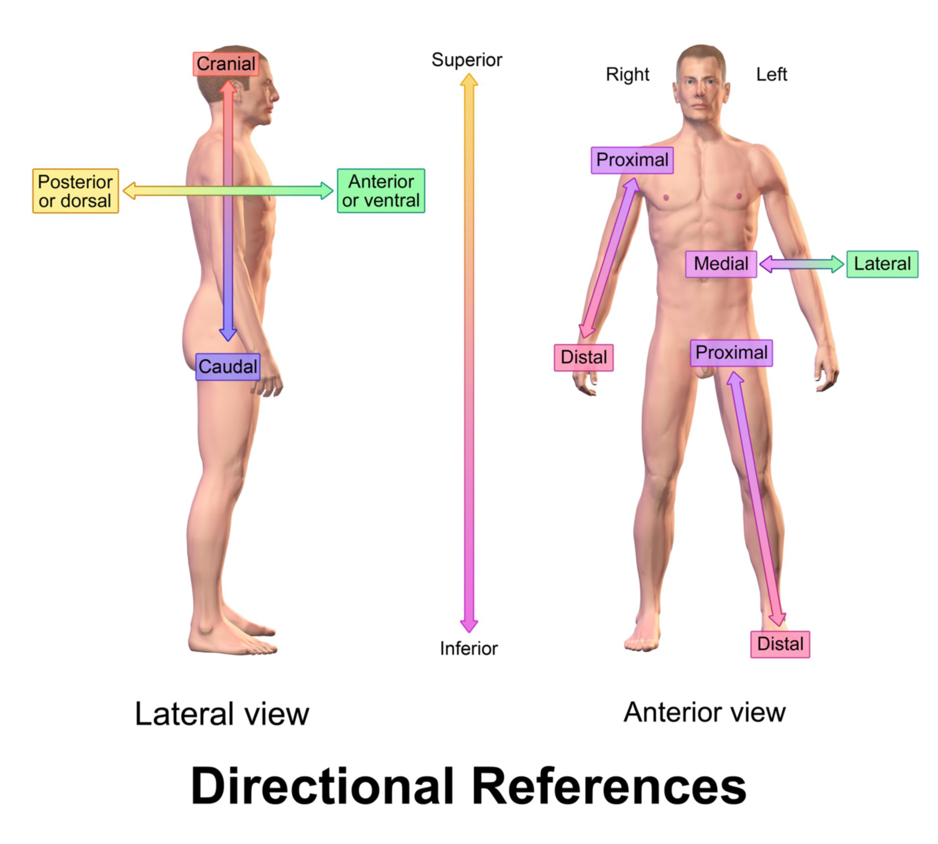 Anatomie Lage Und Richtungsbezeichnung DocCheck