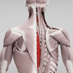 Musculi spinales - DocCheck Flexikon