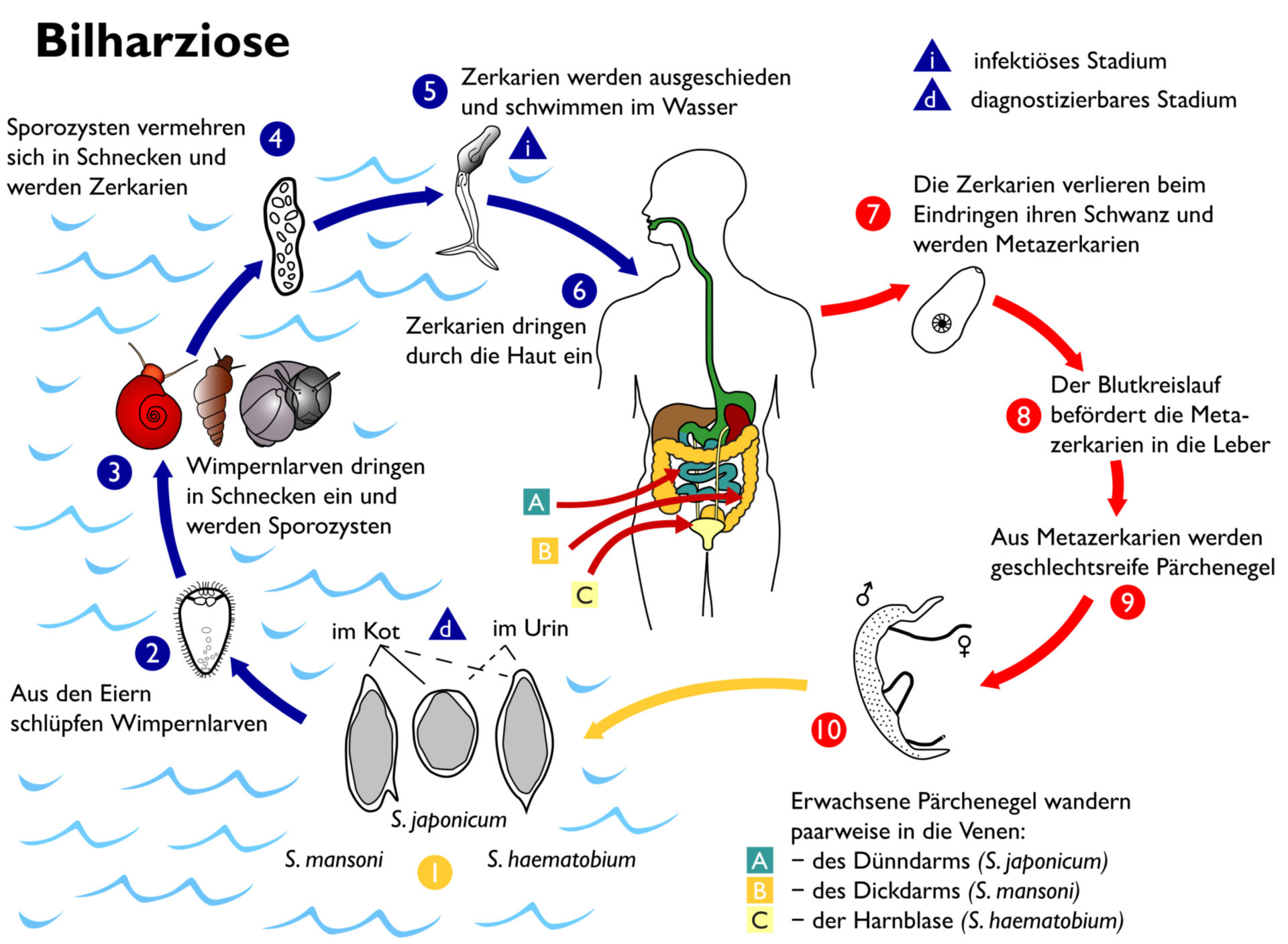 schistosomiasis doccheck comment diagnostiquer le papillomavirus chez l homme