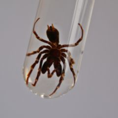 Atypus DocCheck Flexikon