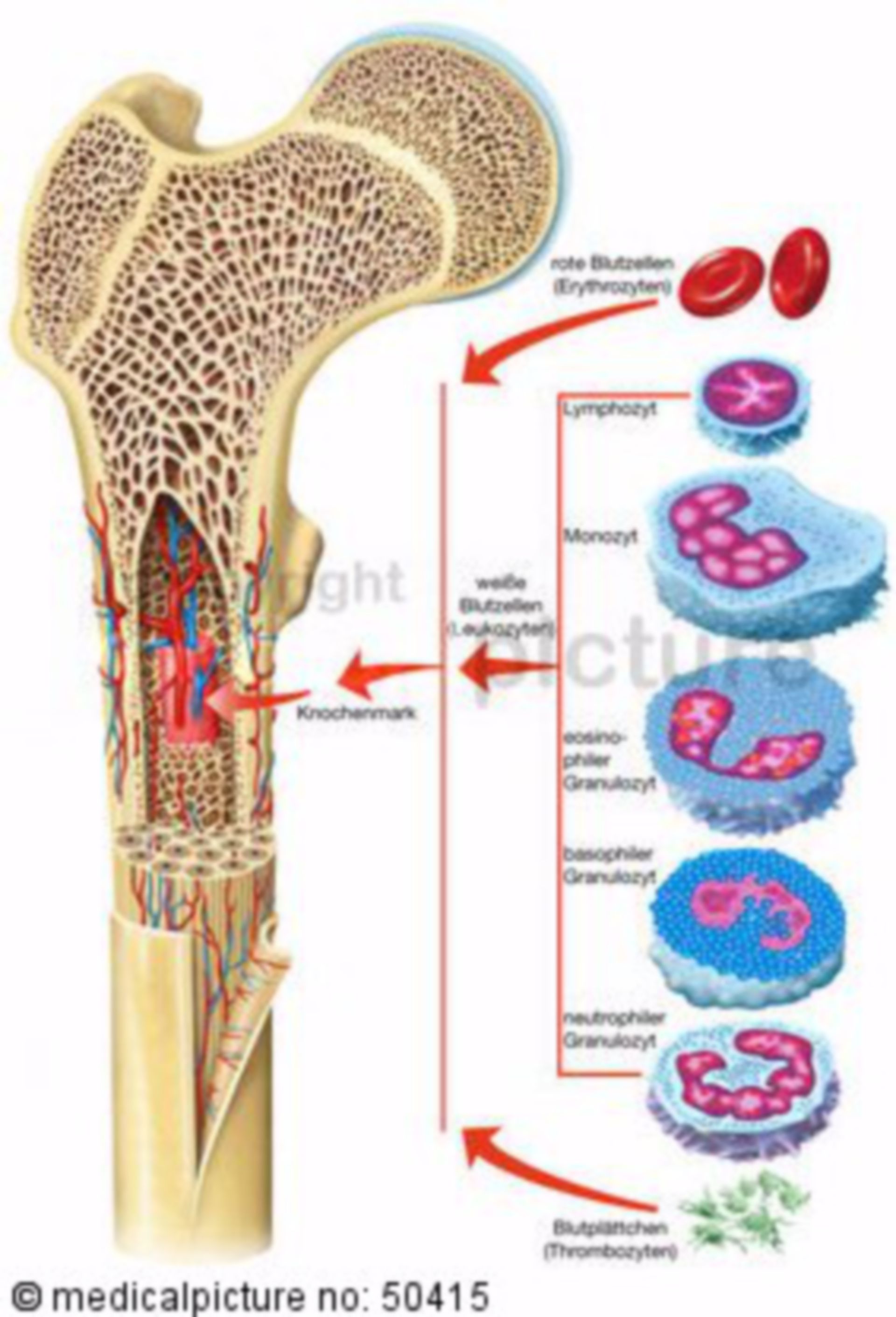 Bone Marrow