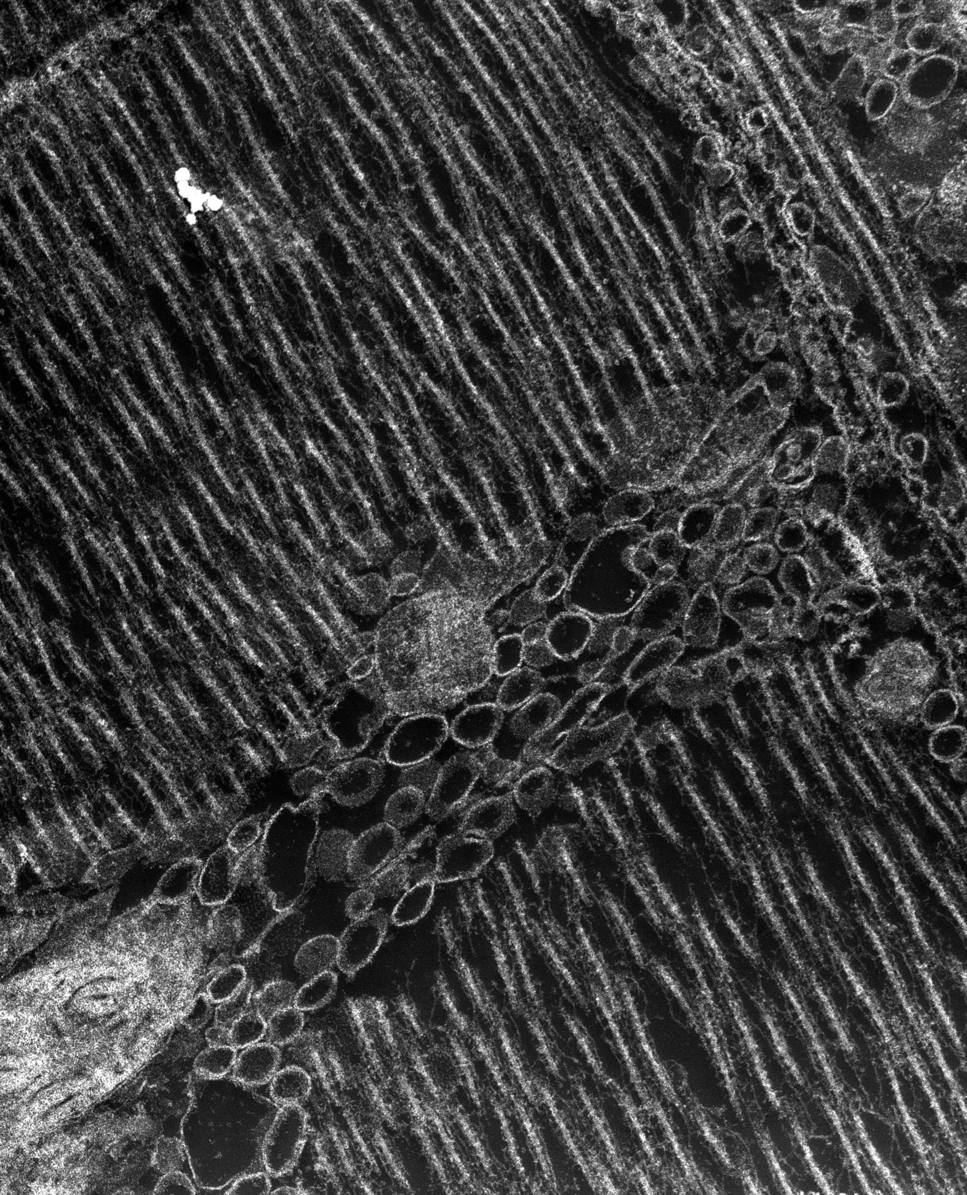 Damselfly (T-tubule) - CIL:37376
