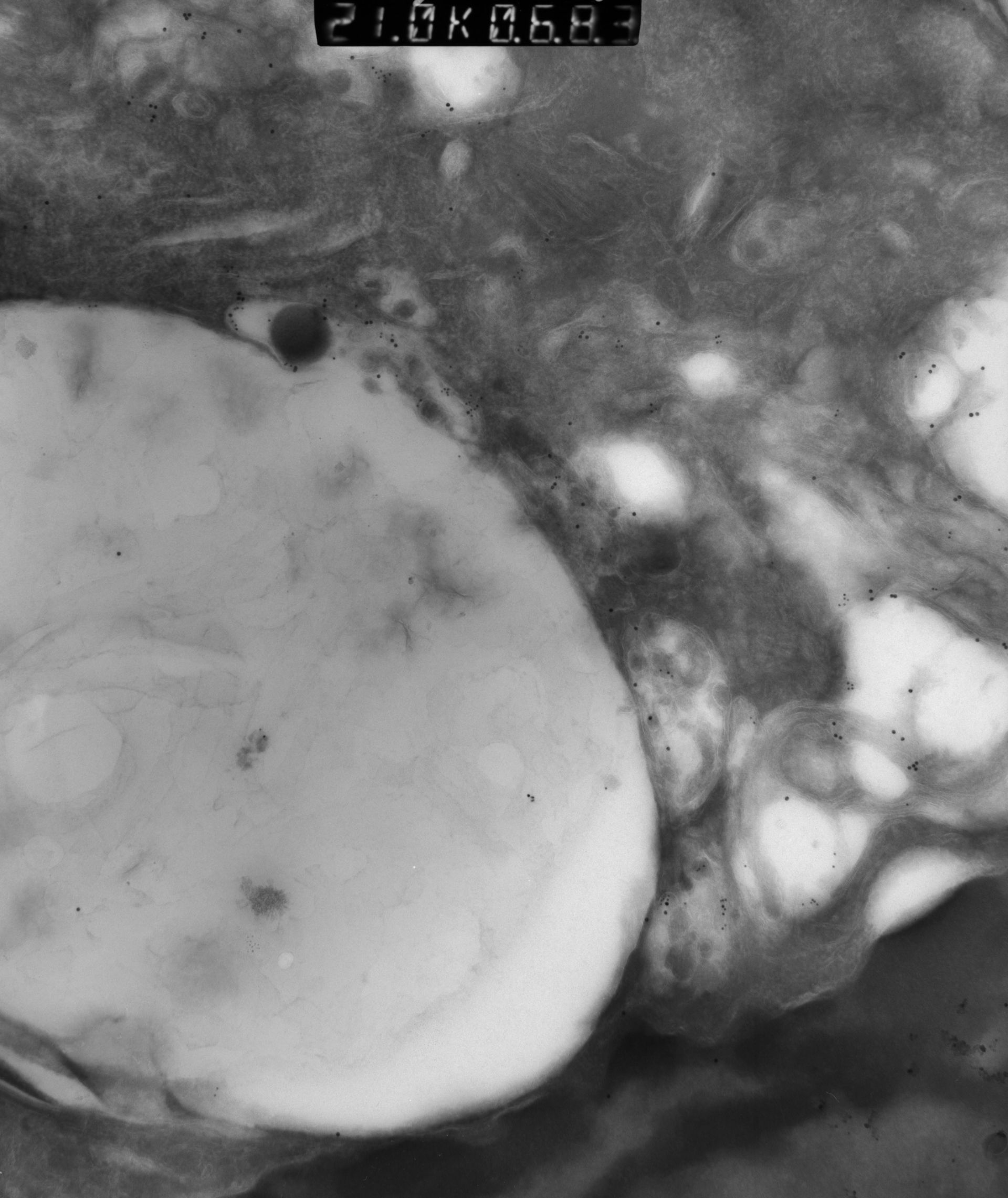 Rattus rattus (Mitochondrion) - CIL:12955